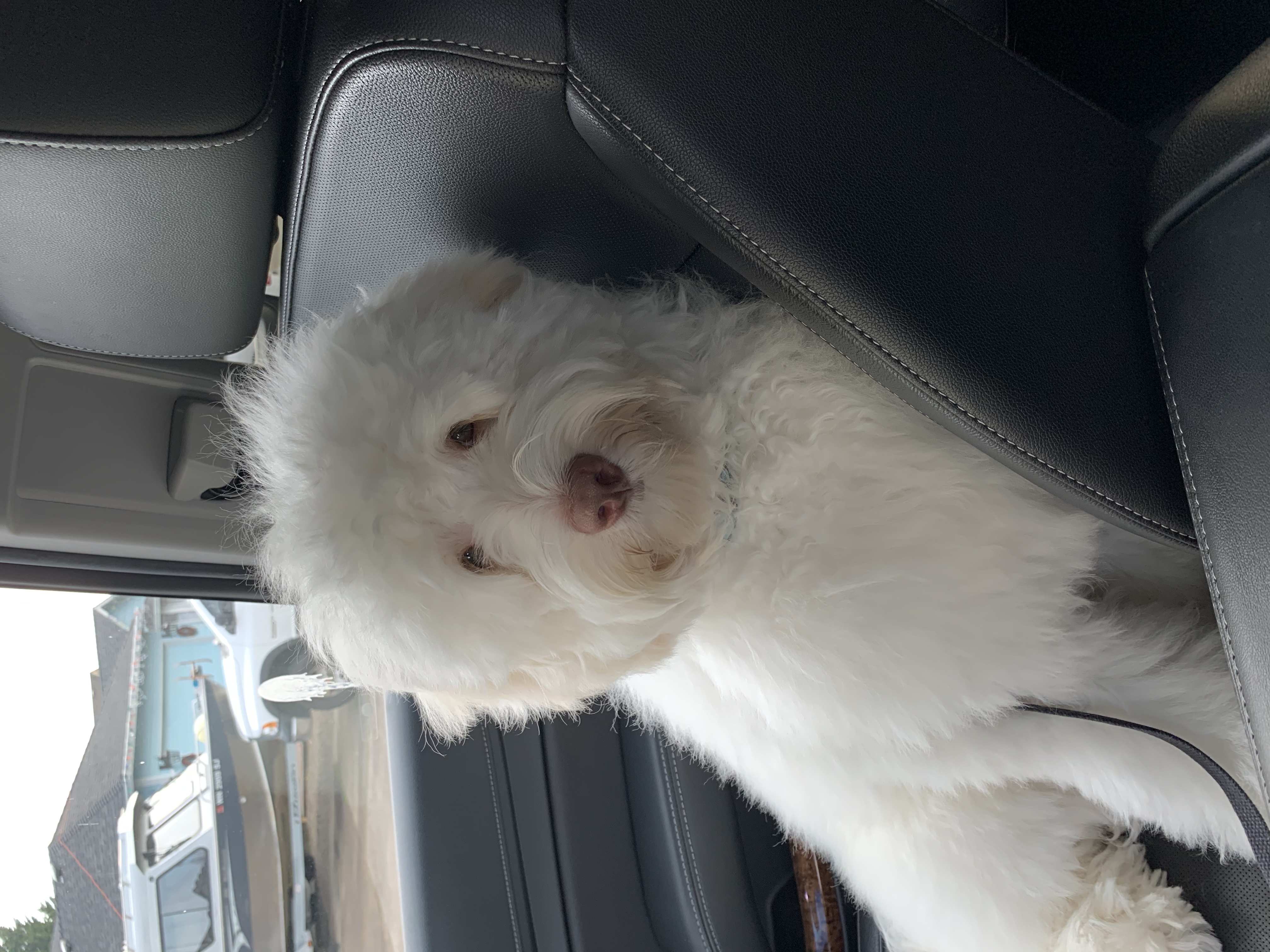 Marshmallow