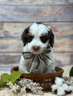 1712793388.9828181-A85BE4BA-1910-40BE-8358-26645DF20DC9