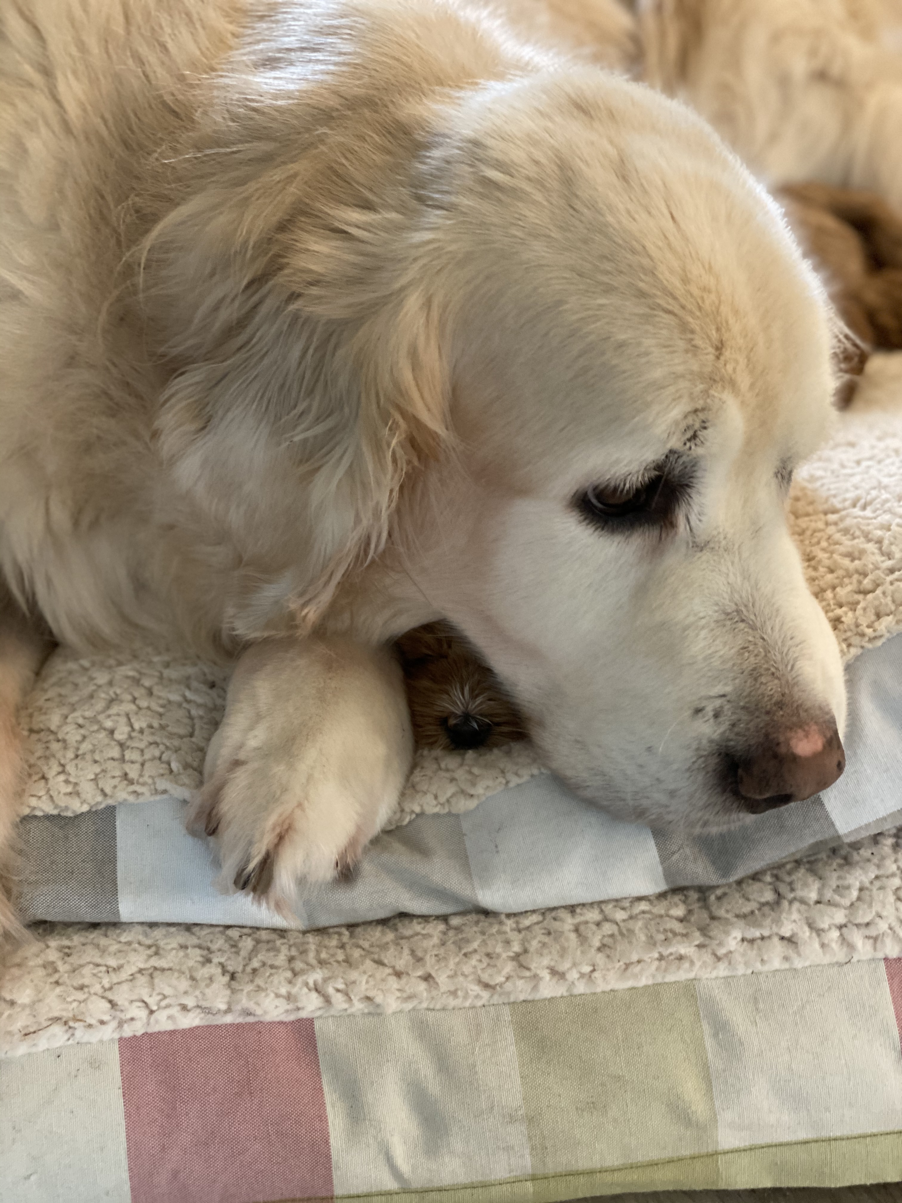 Sampson snuggling