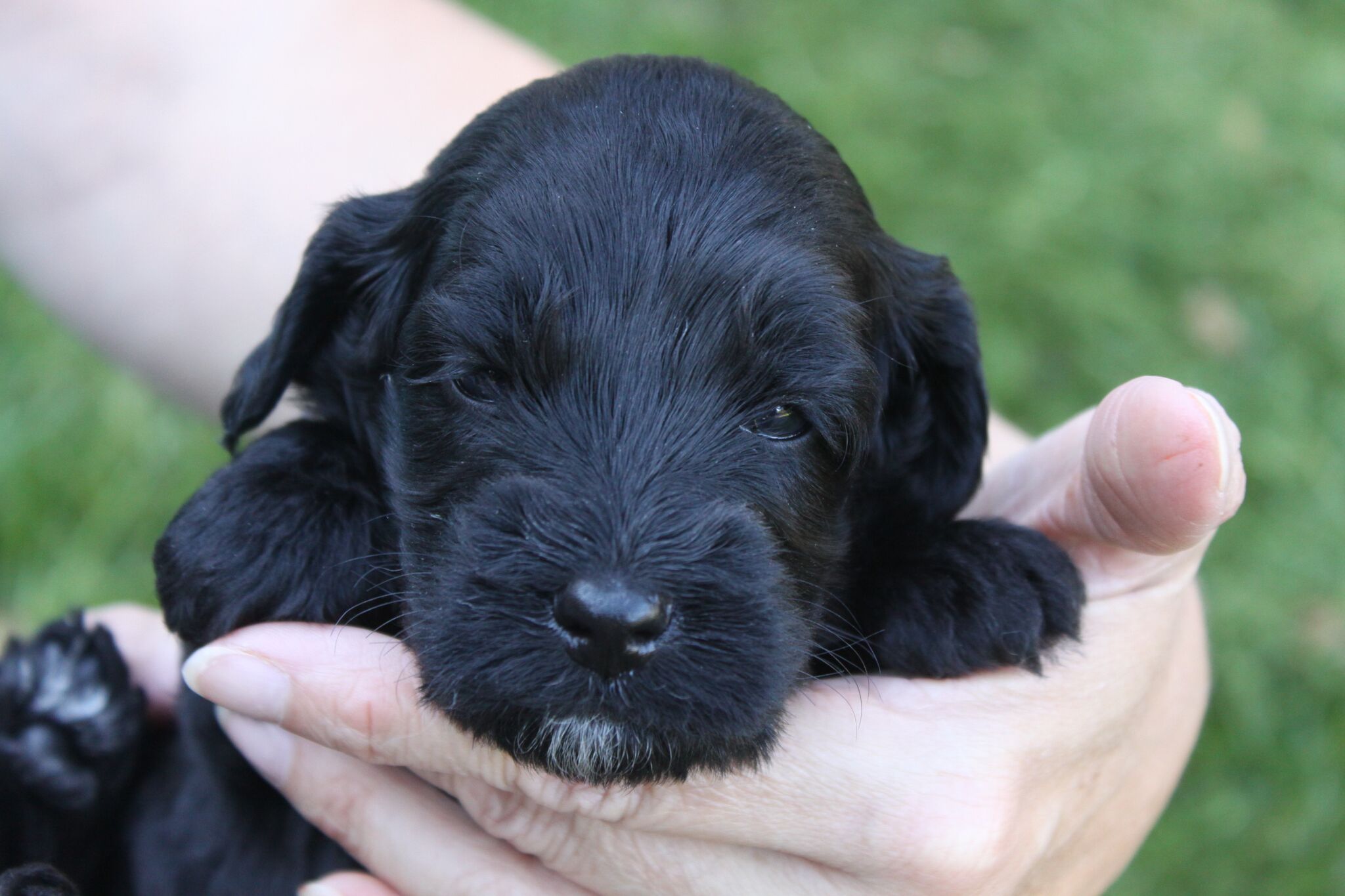 Australian Labradoodle Puppies Kent