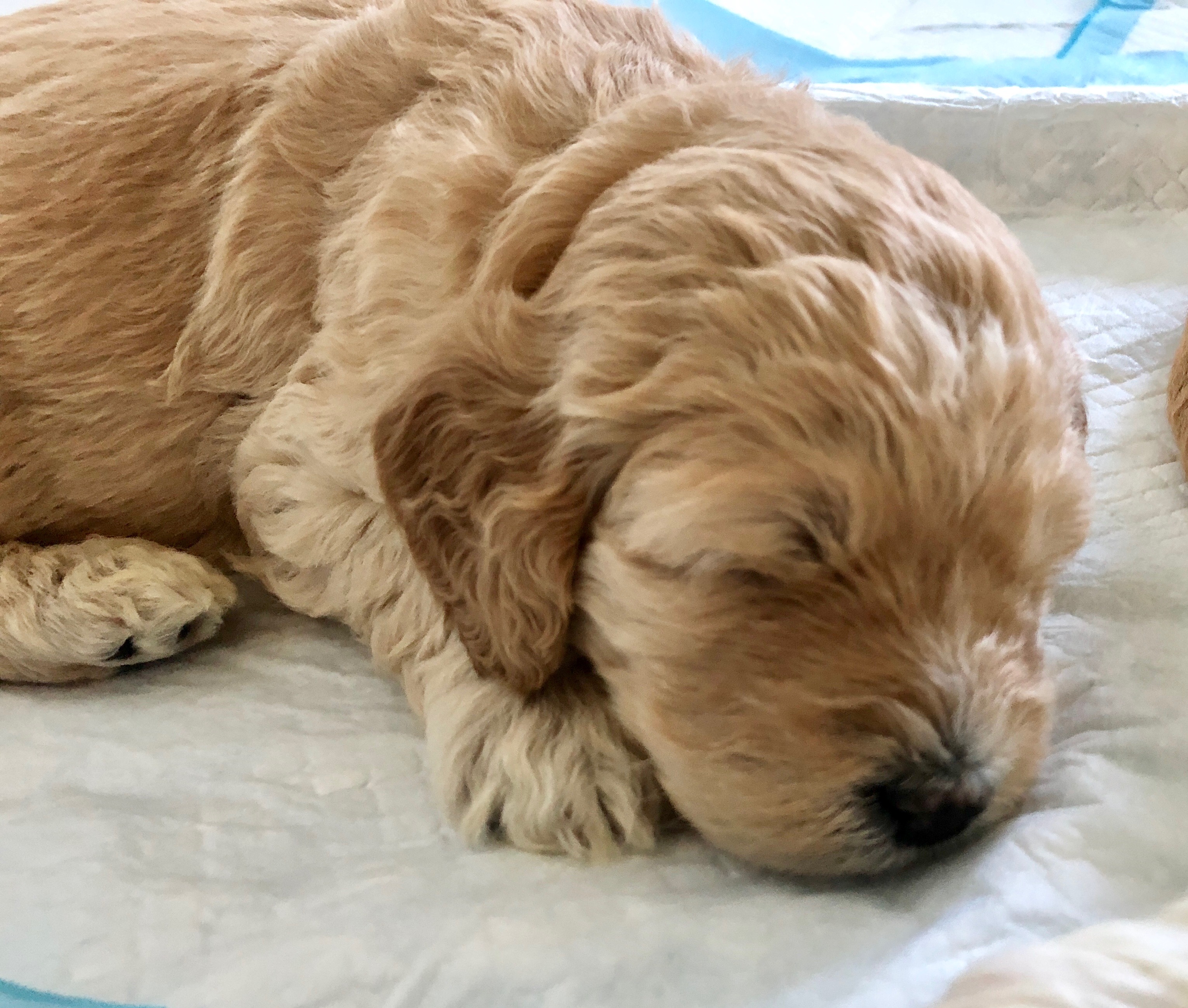 Catching a nap