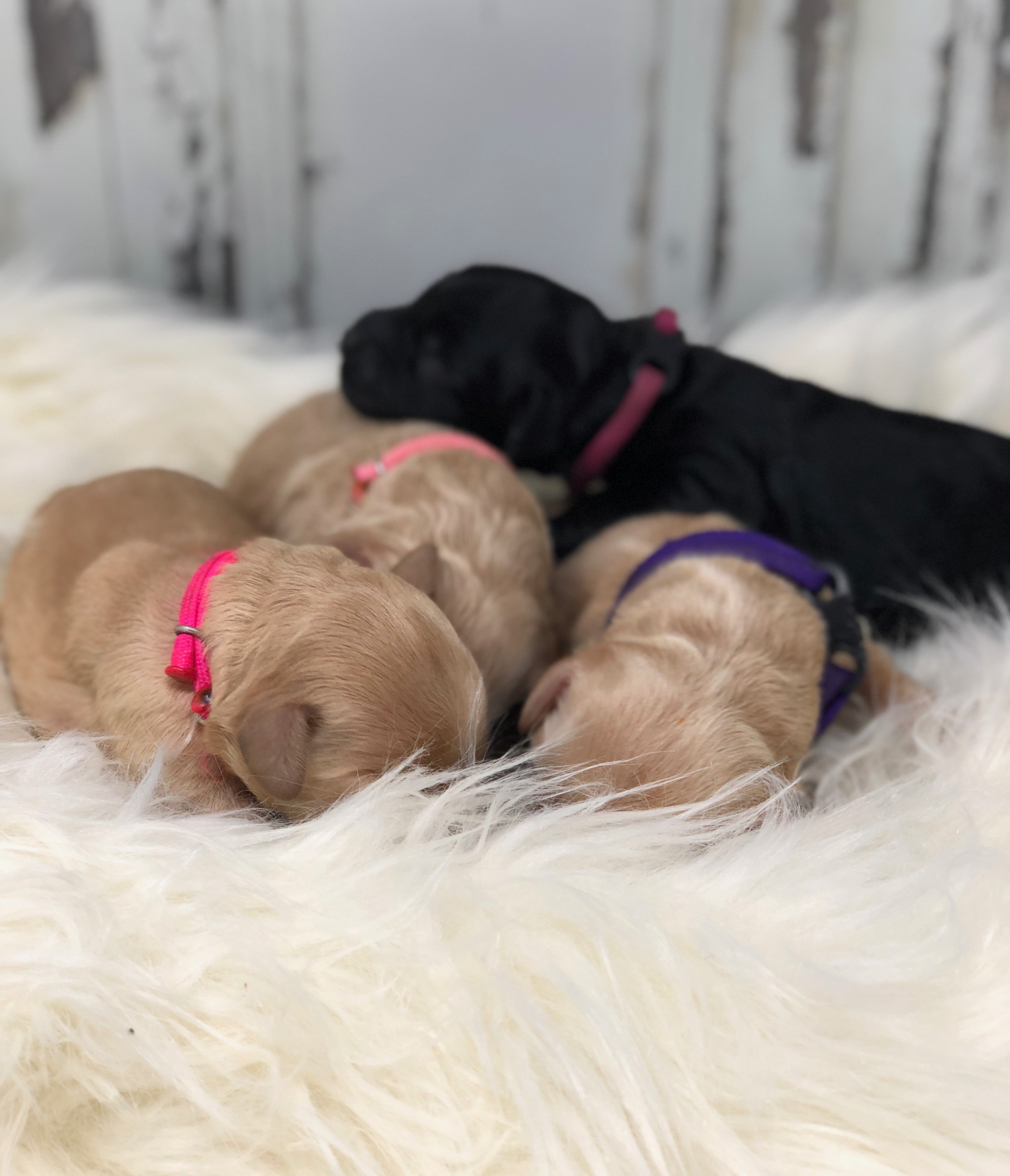 the Girls