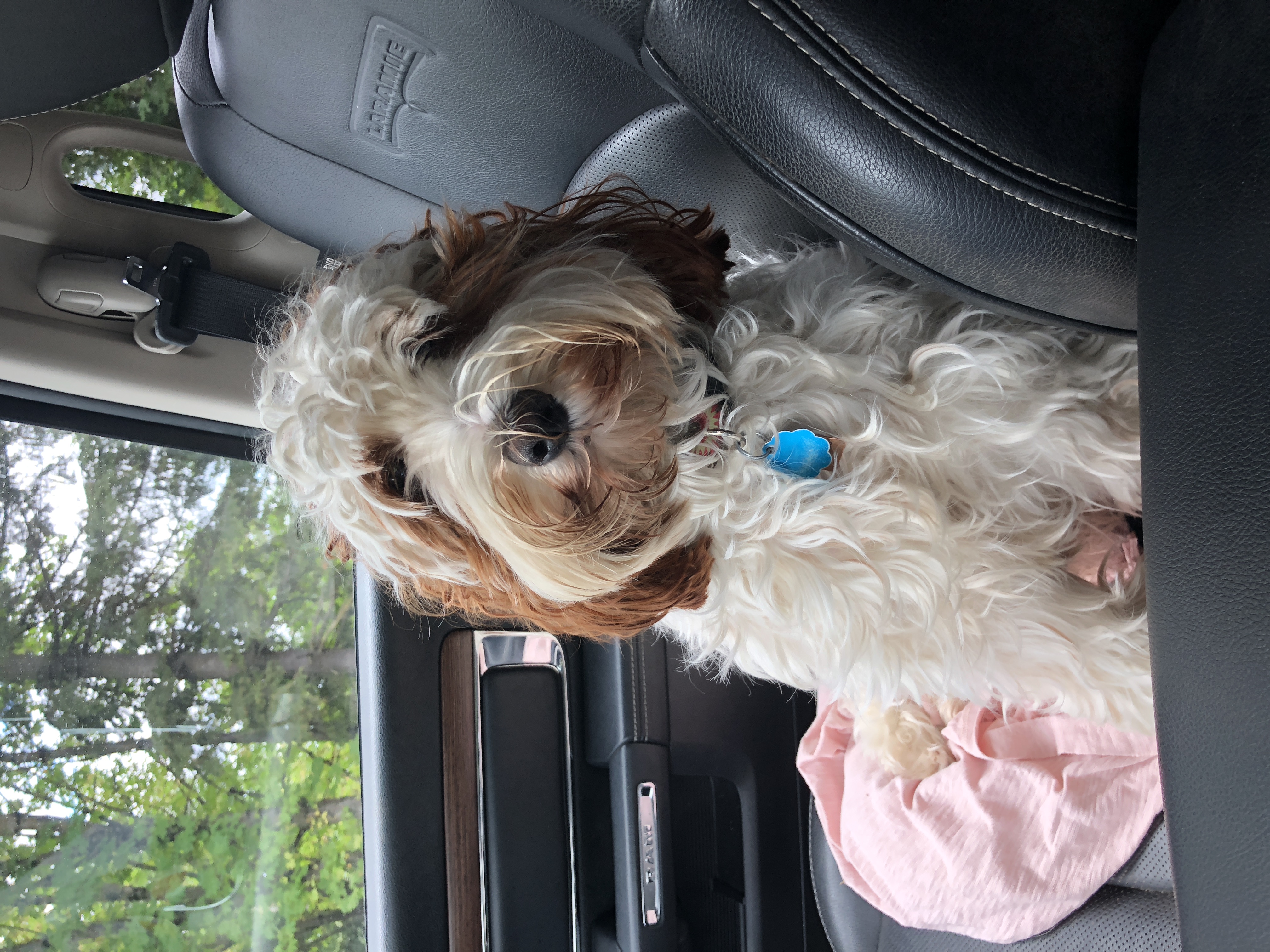 On the way to the vet day 58