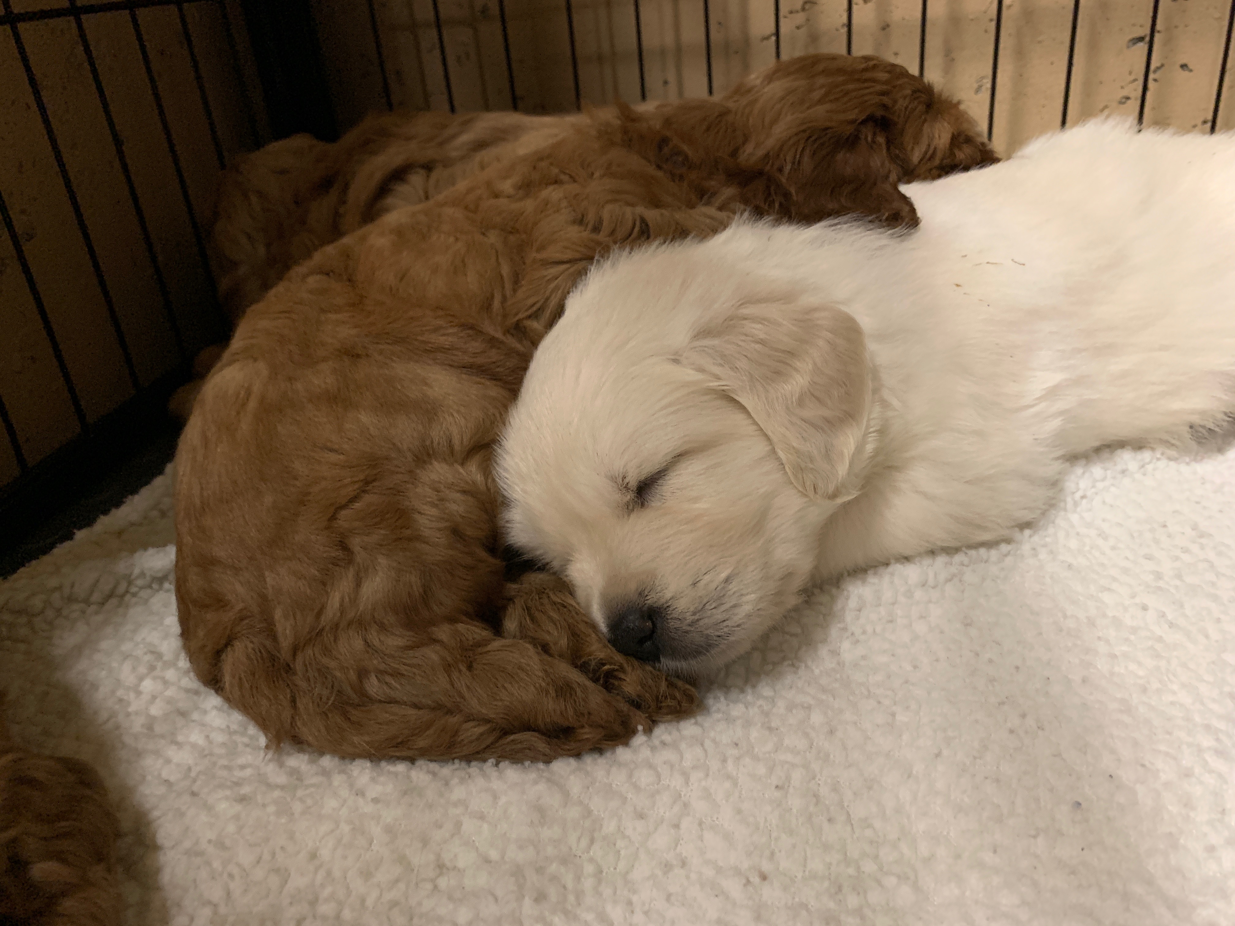 Snuggle Buddies