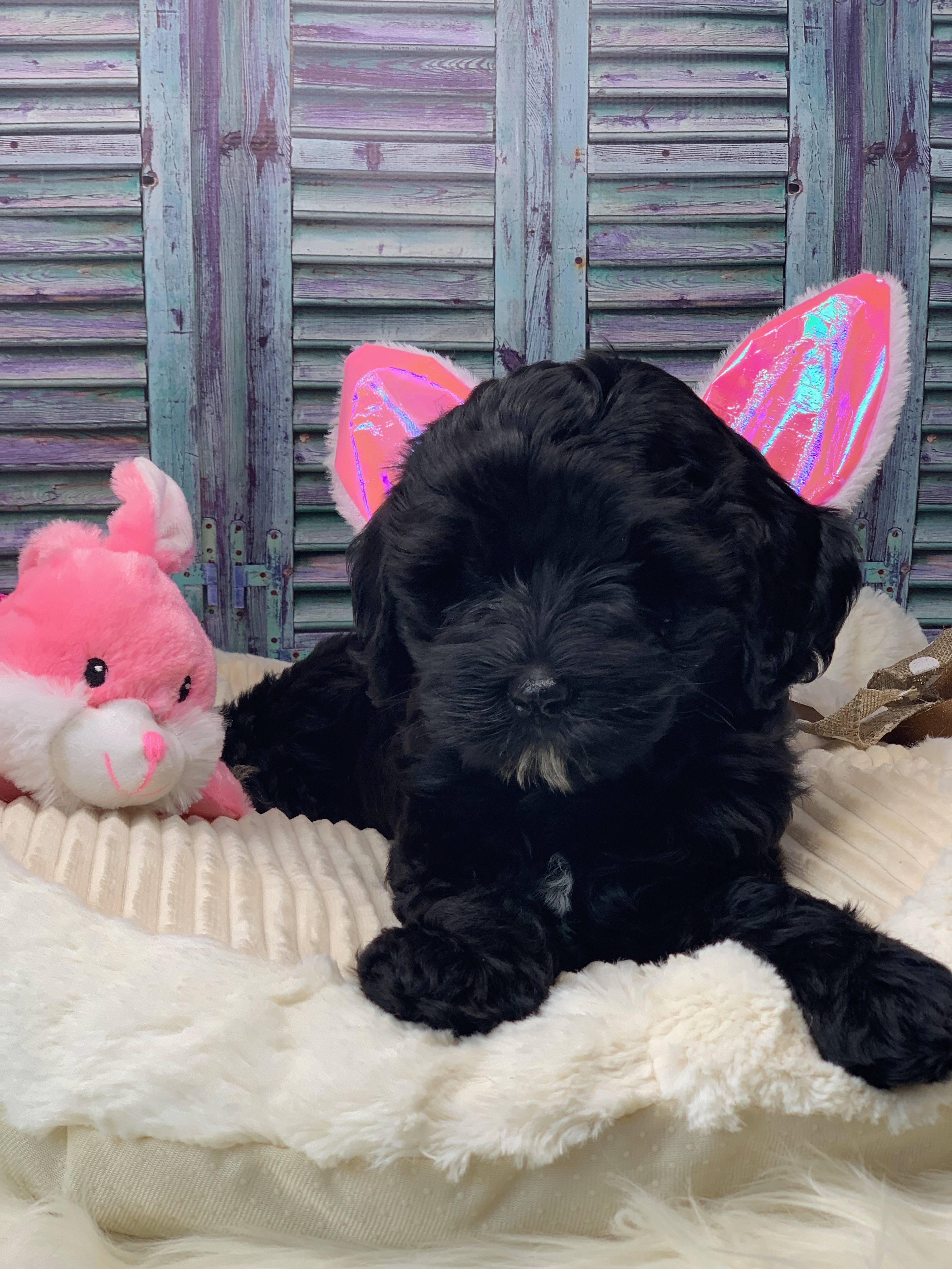 Easter Baby