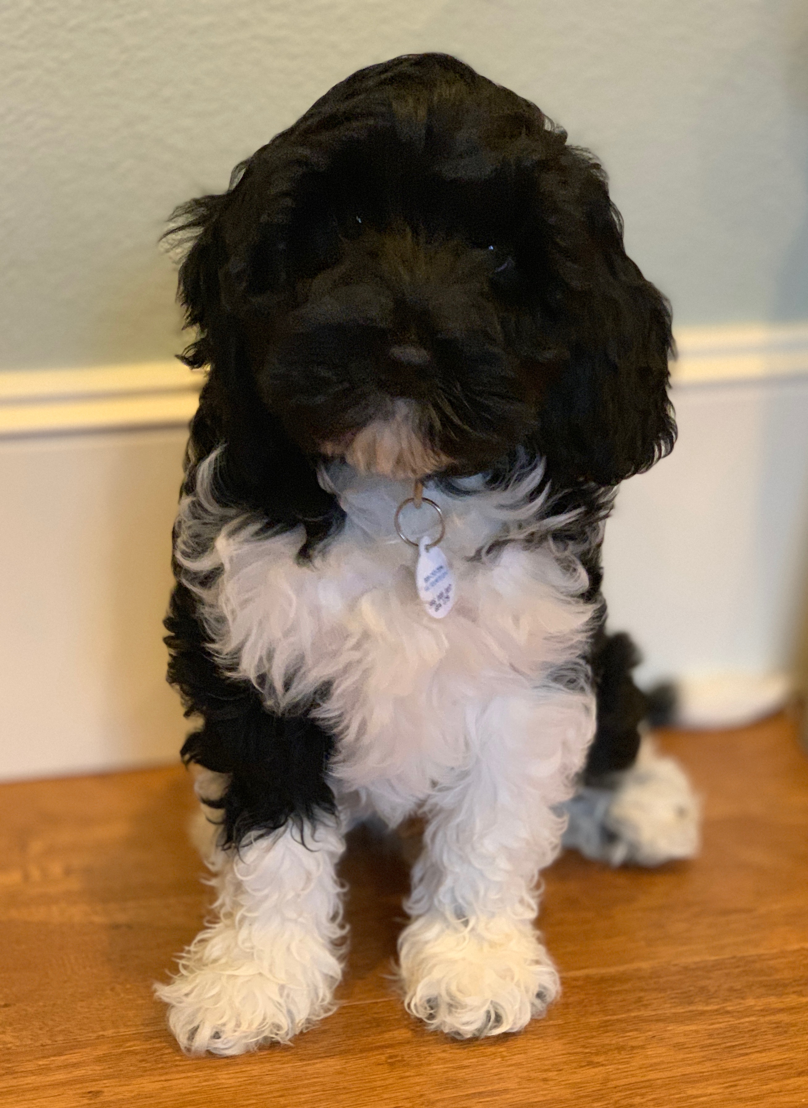 Giorgio