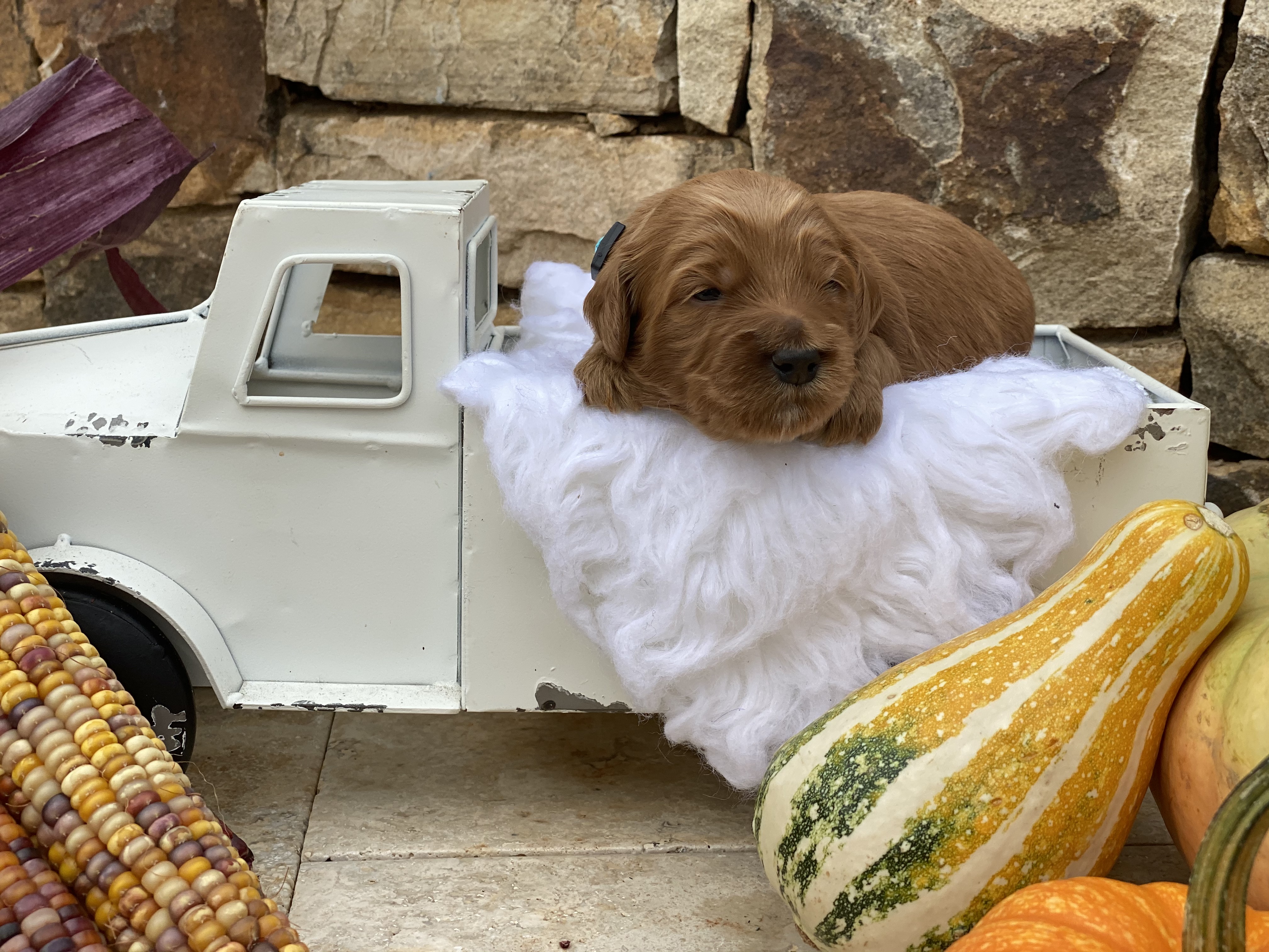 Toby