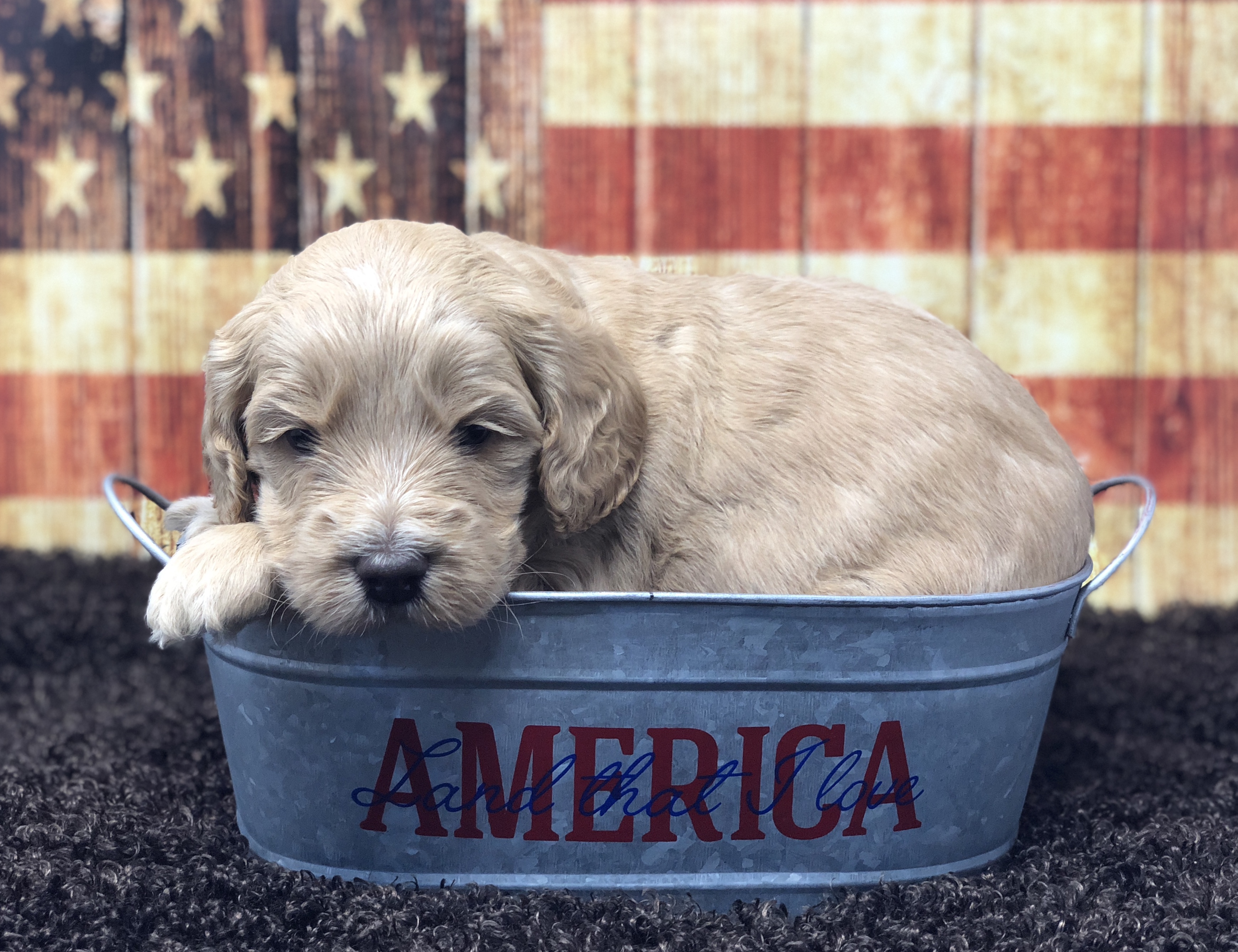 Americano - Female