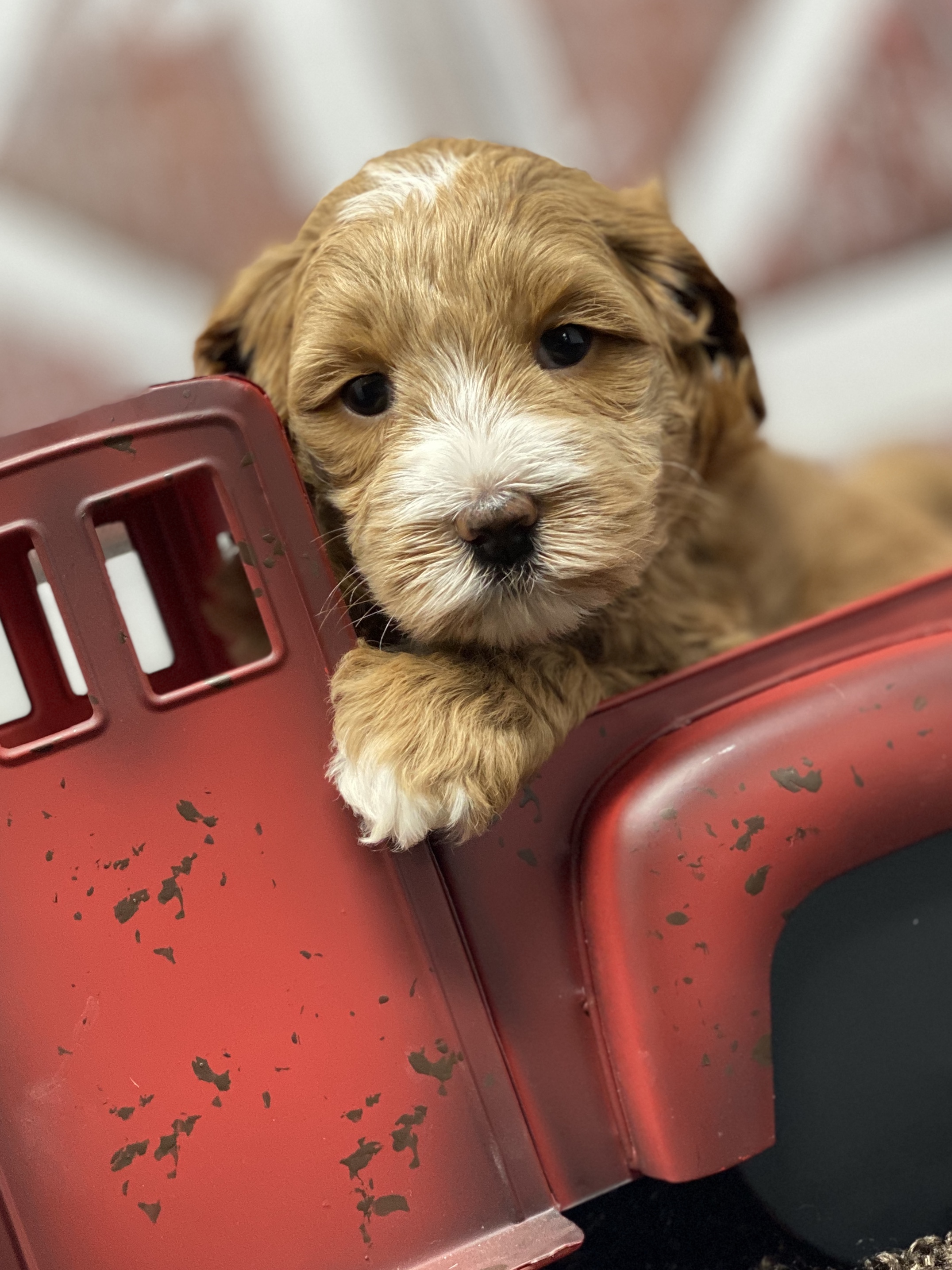Bentley