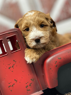 Bentley