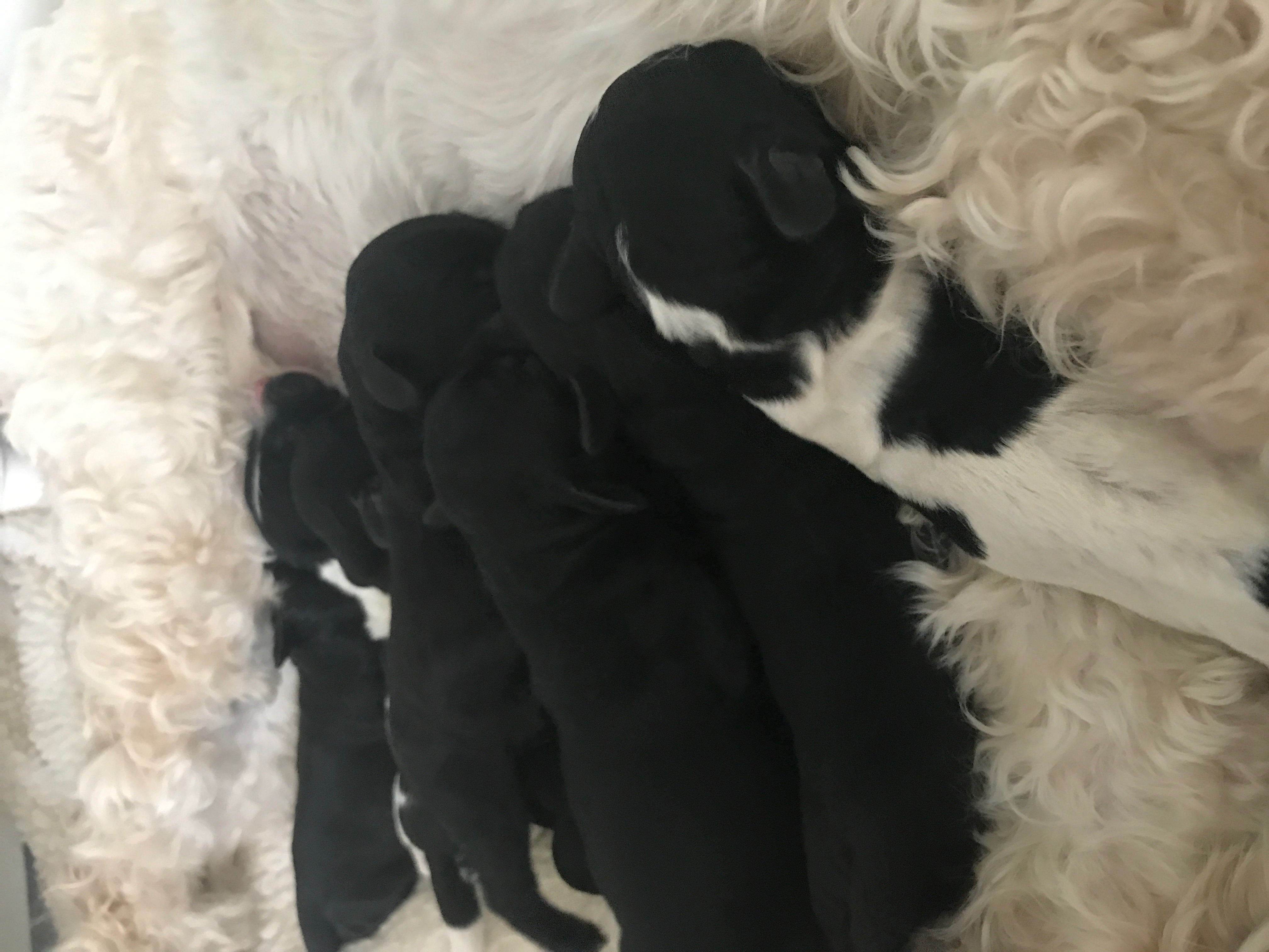 Australian Labradoodle Puppies NY