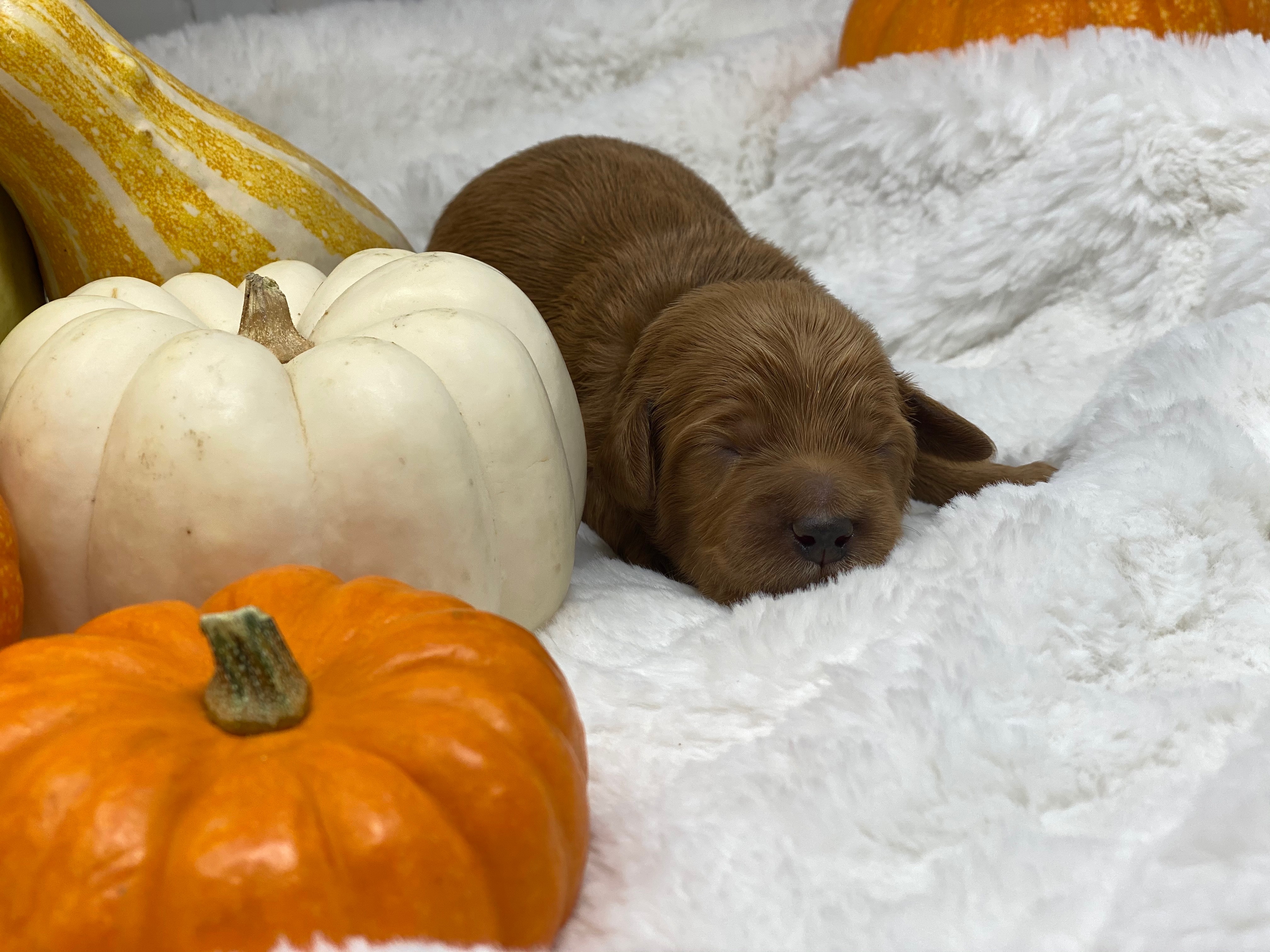 Toby