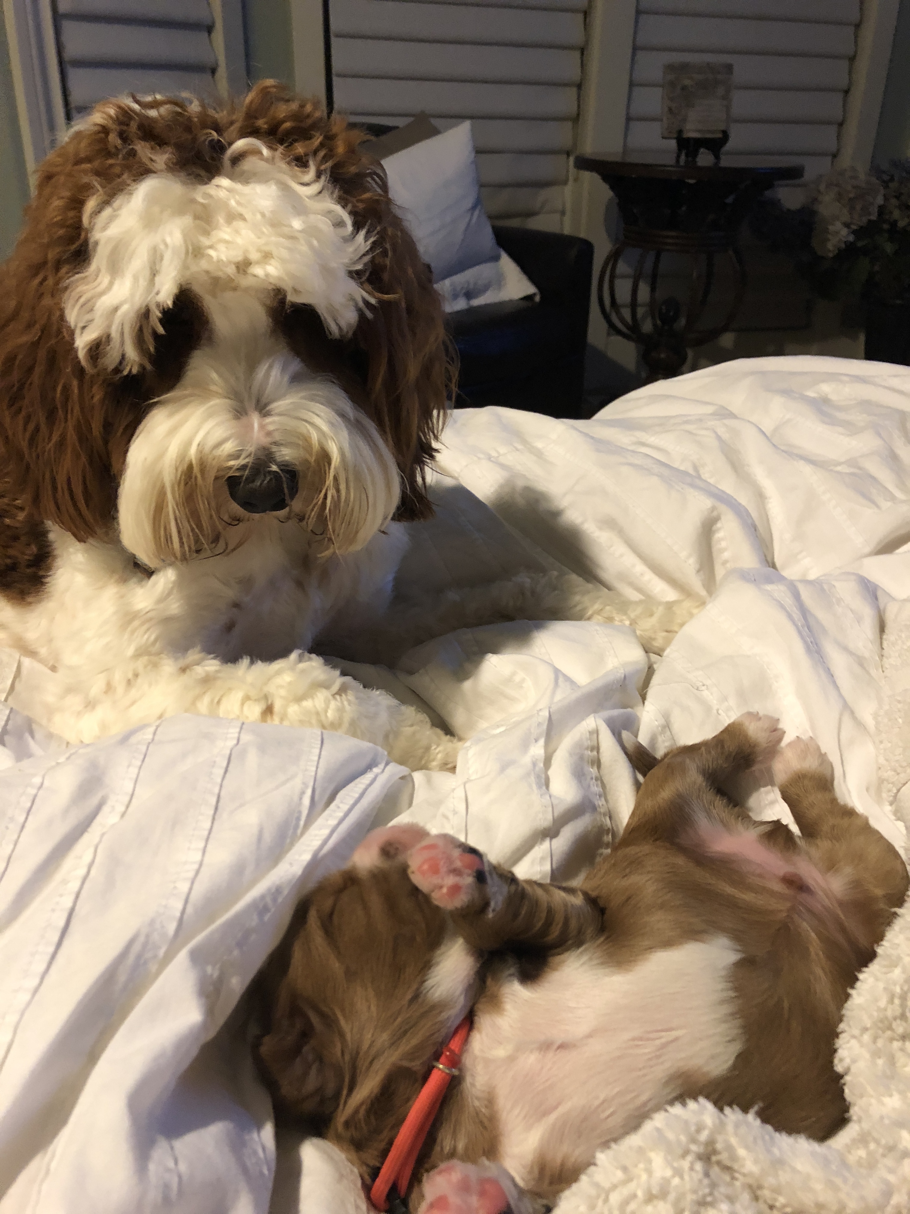 Ruby checking out the babies