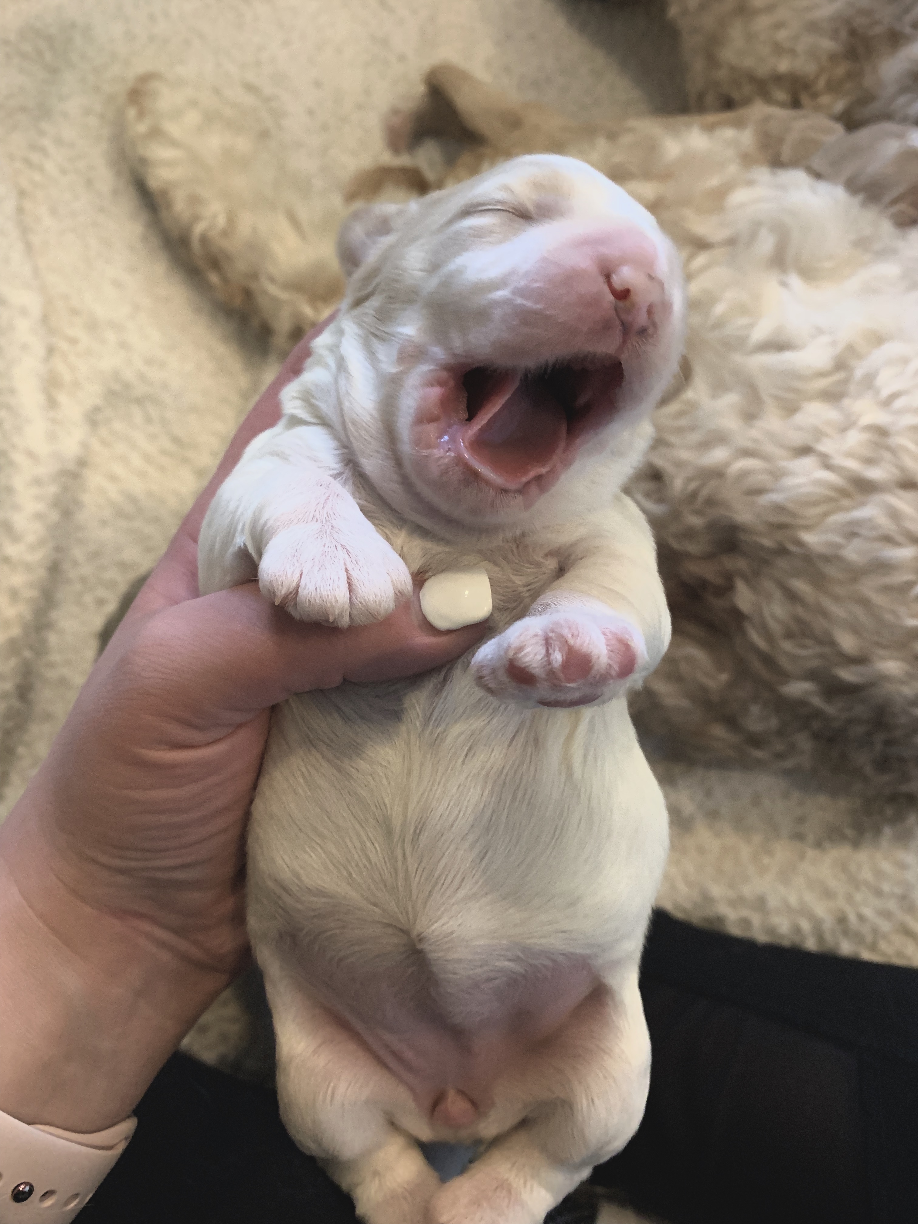 Big Yawns!