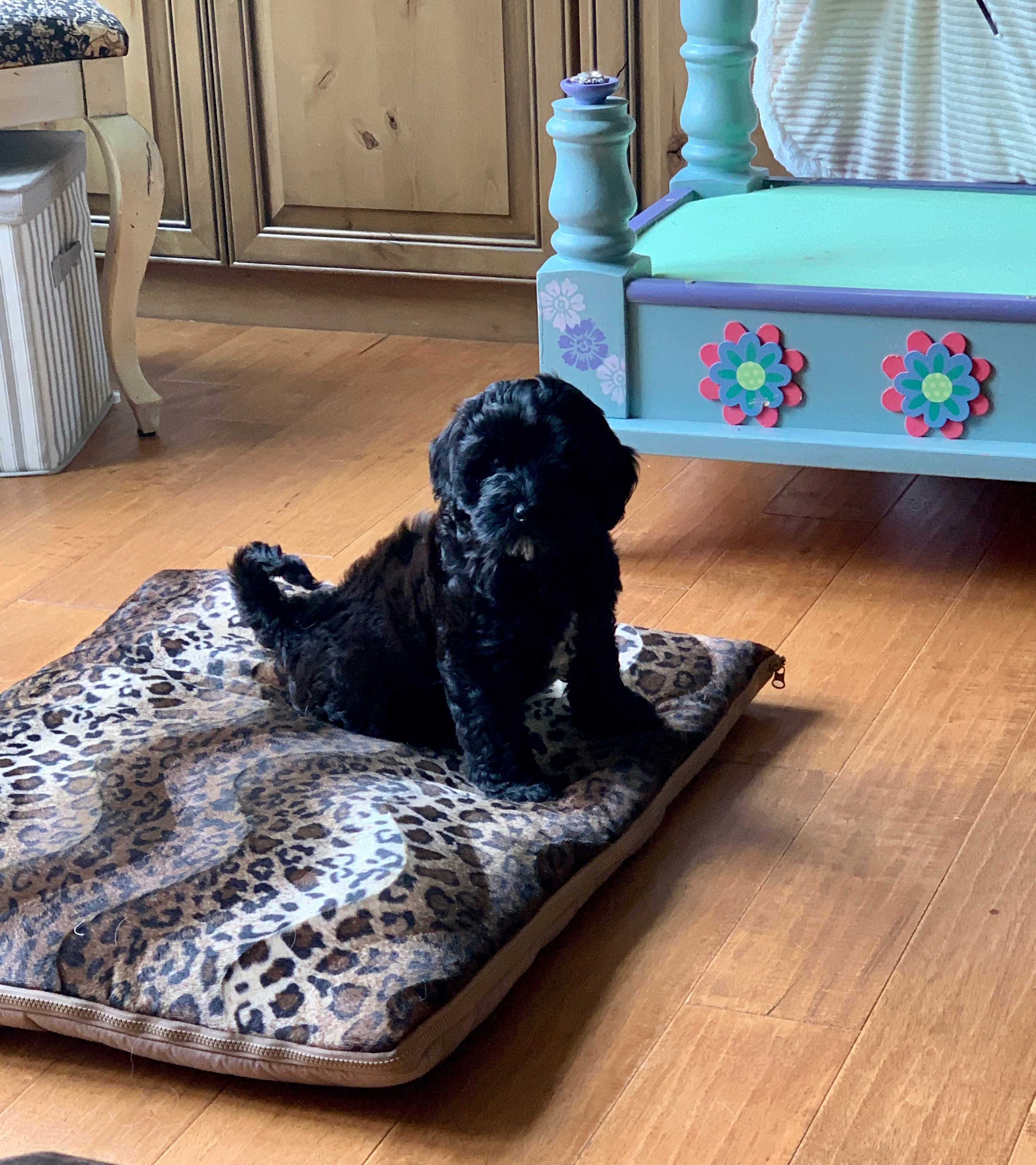 Trying out the new dog bed