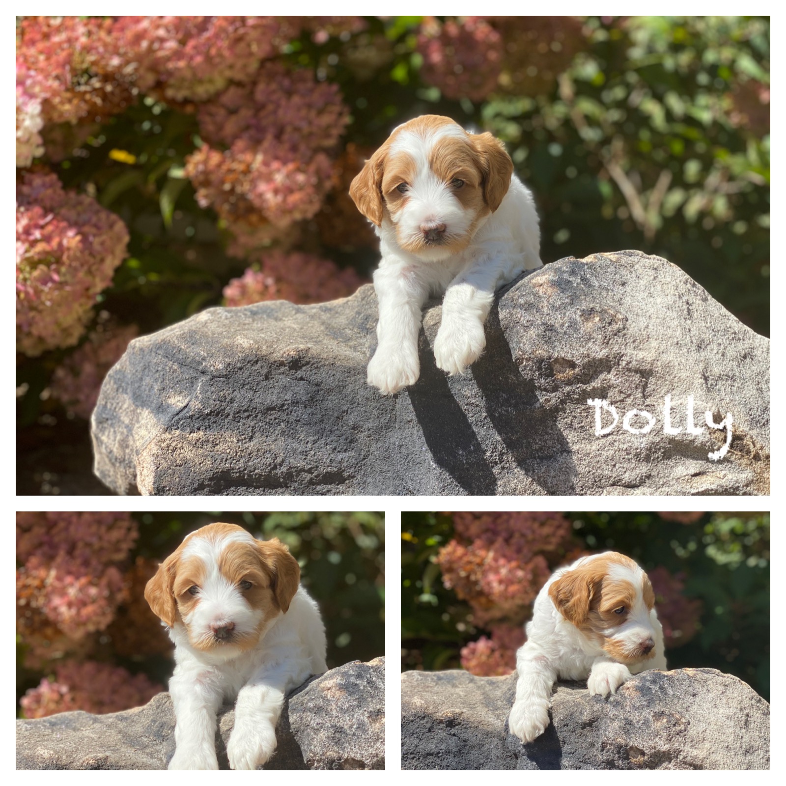 Dolly