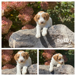 Dolly