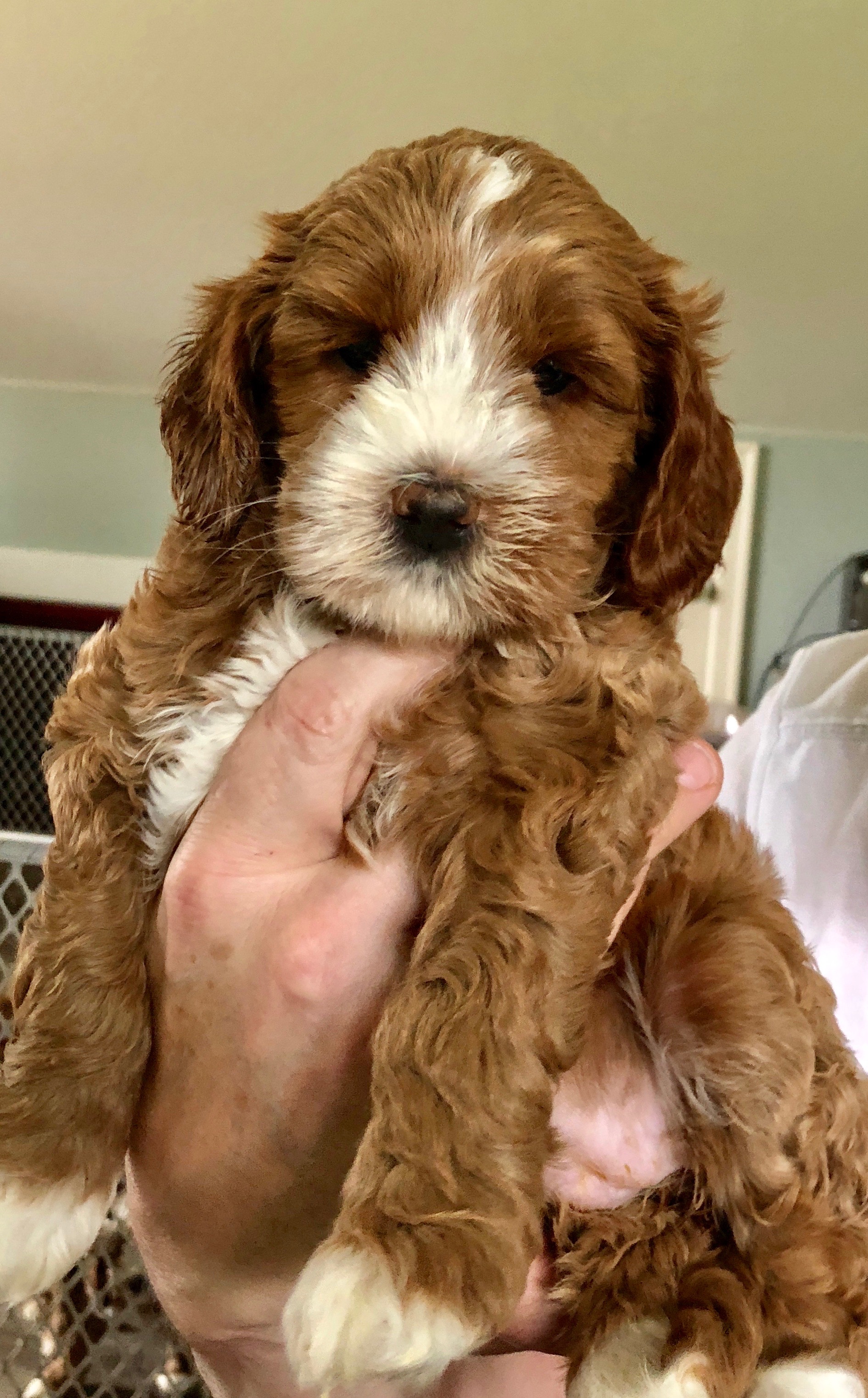 Jewel 6 Weeks