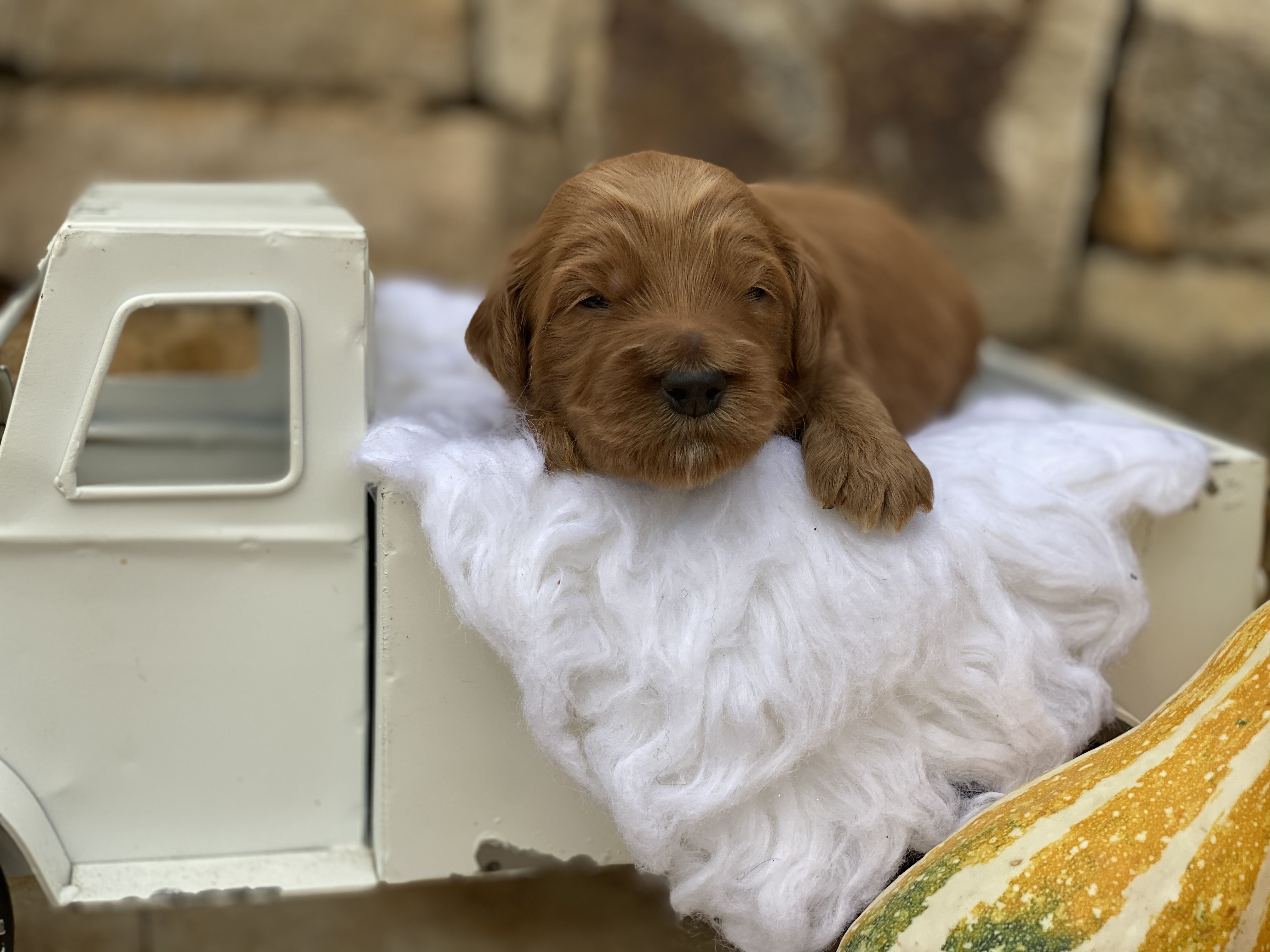 Toby