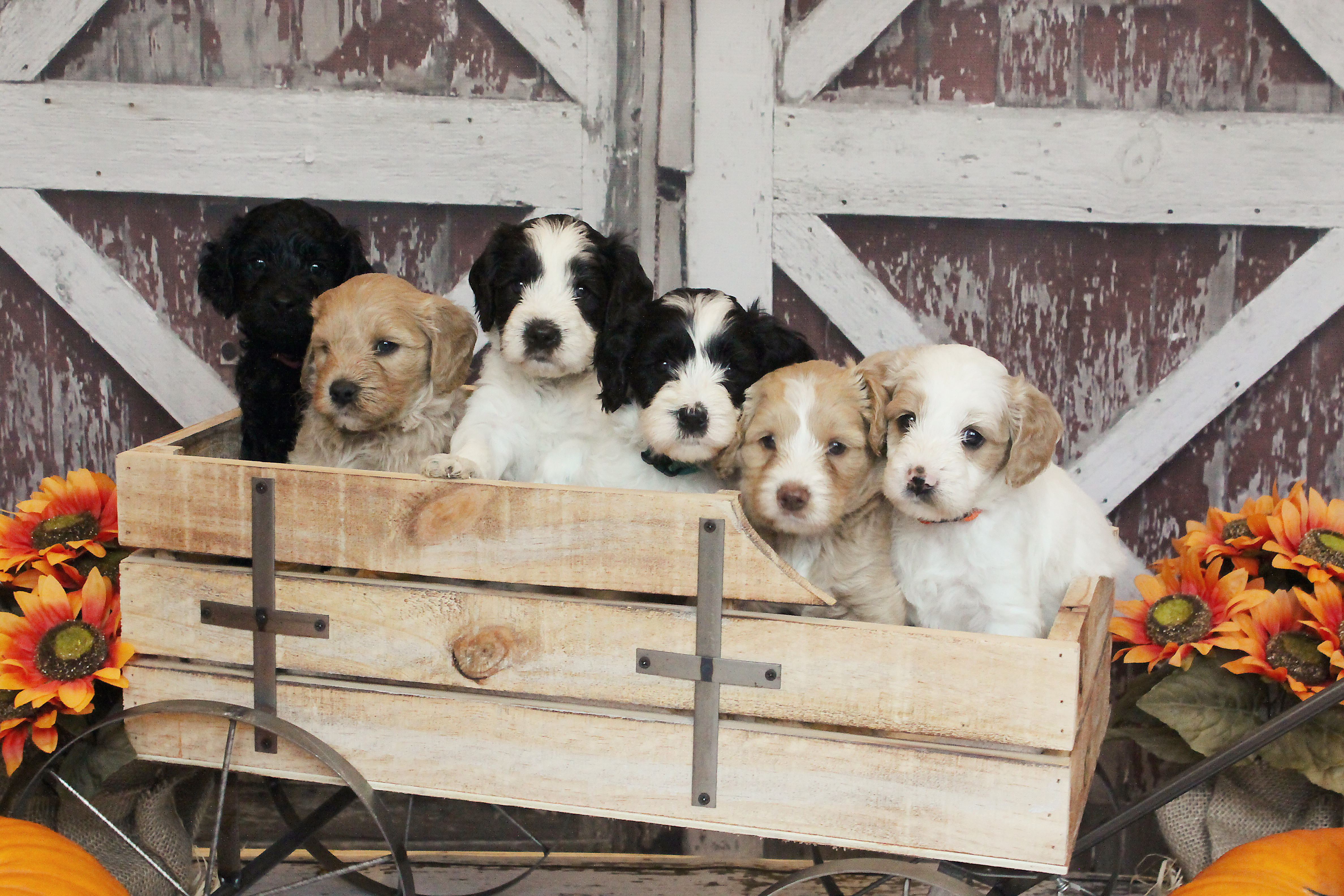 Wagon Full Of Love