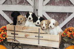 River's 1st Litter