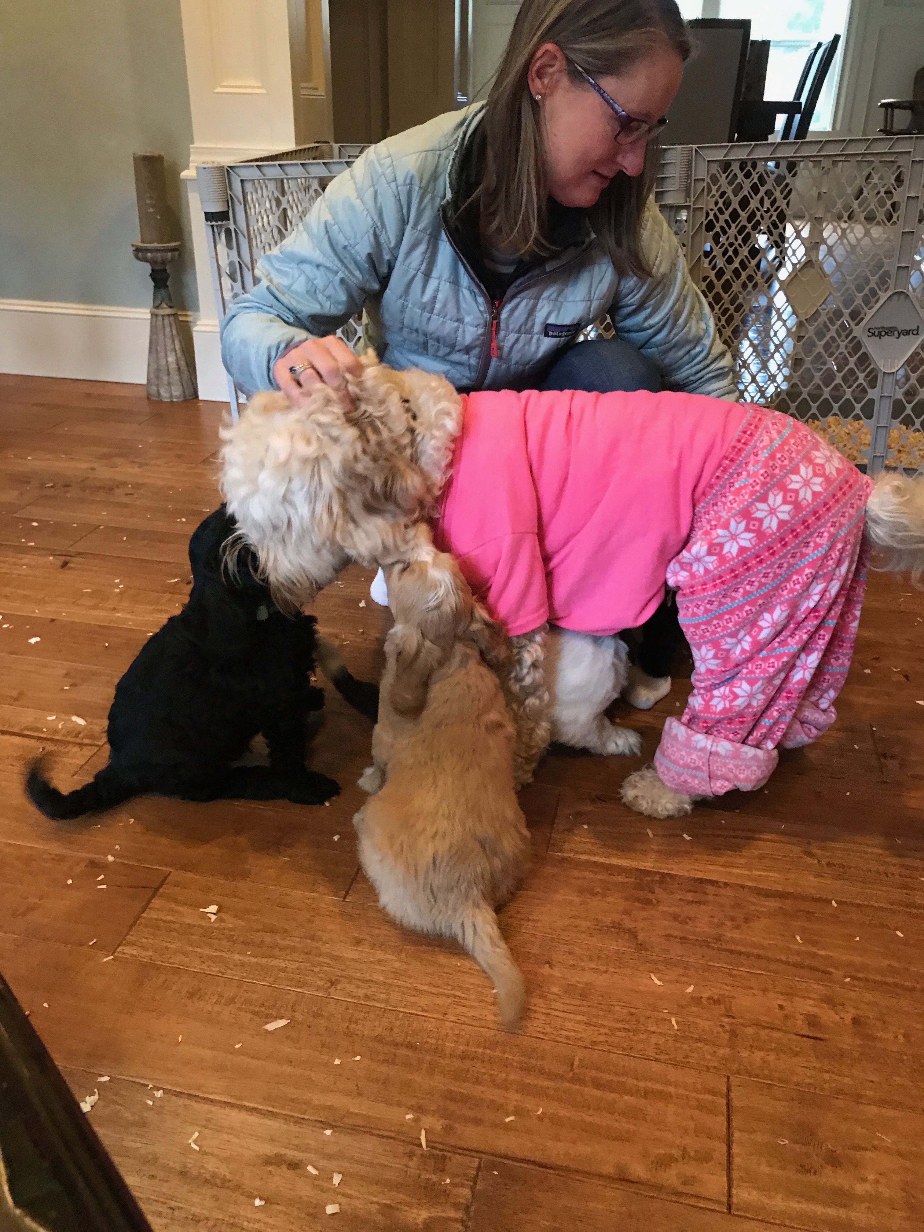 Gracie trying to play with puppies