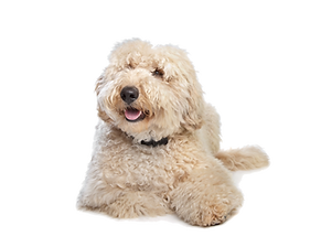 Australian Labradoodle puppies available seattle, New York, Portland, Oregon, WA