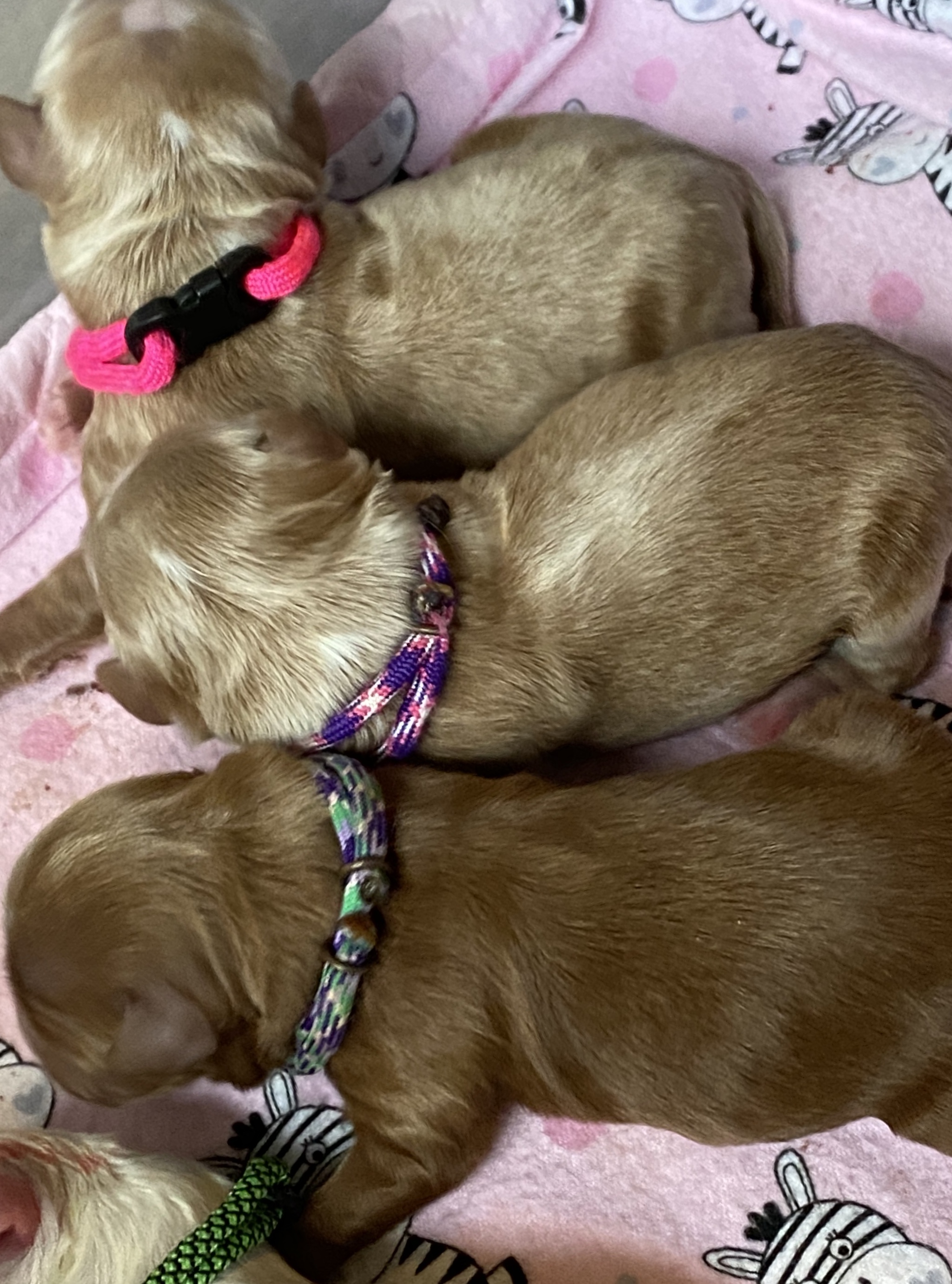 The girls