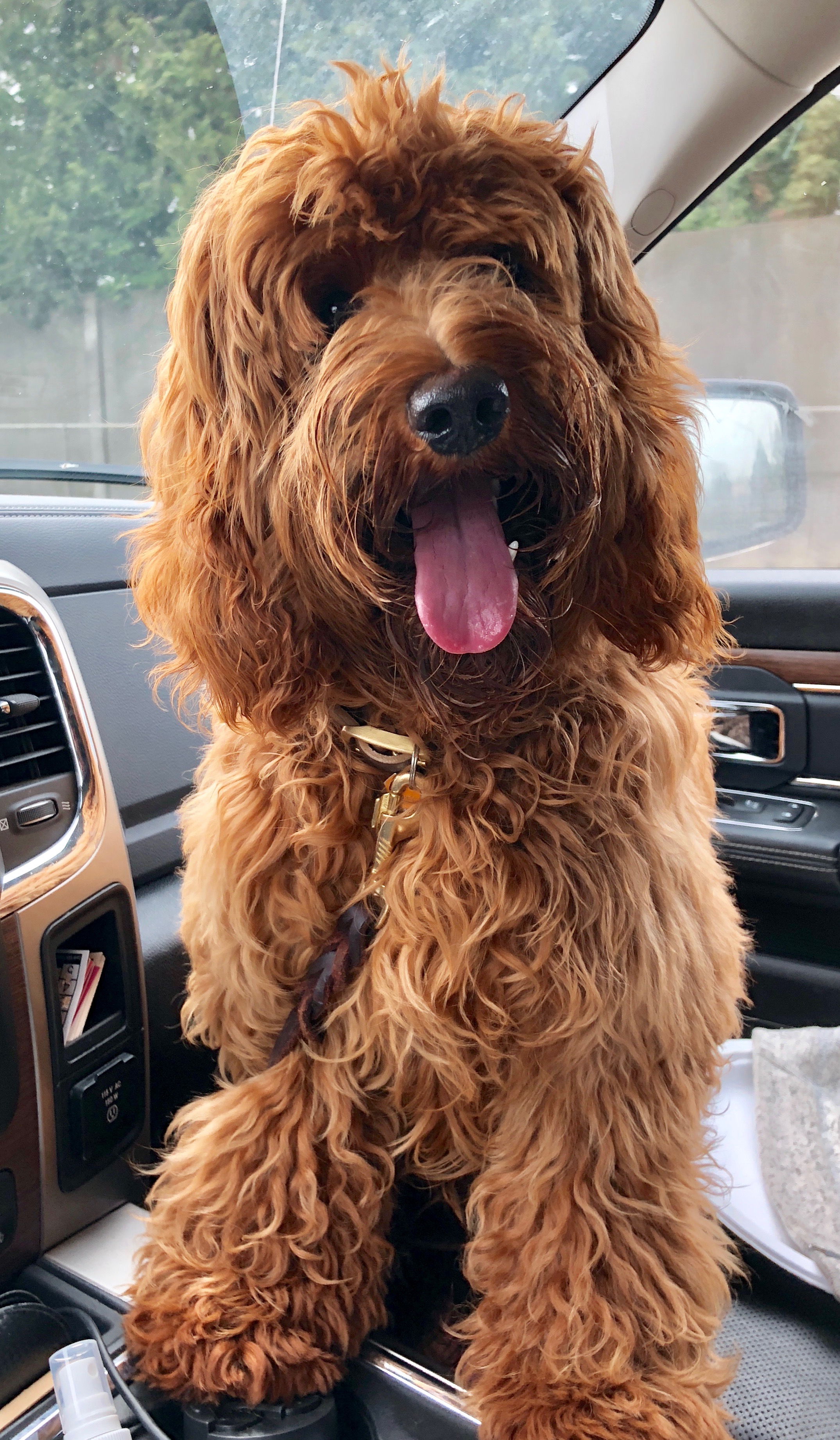 Vinnie