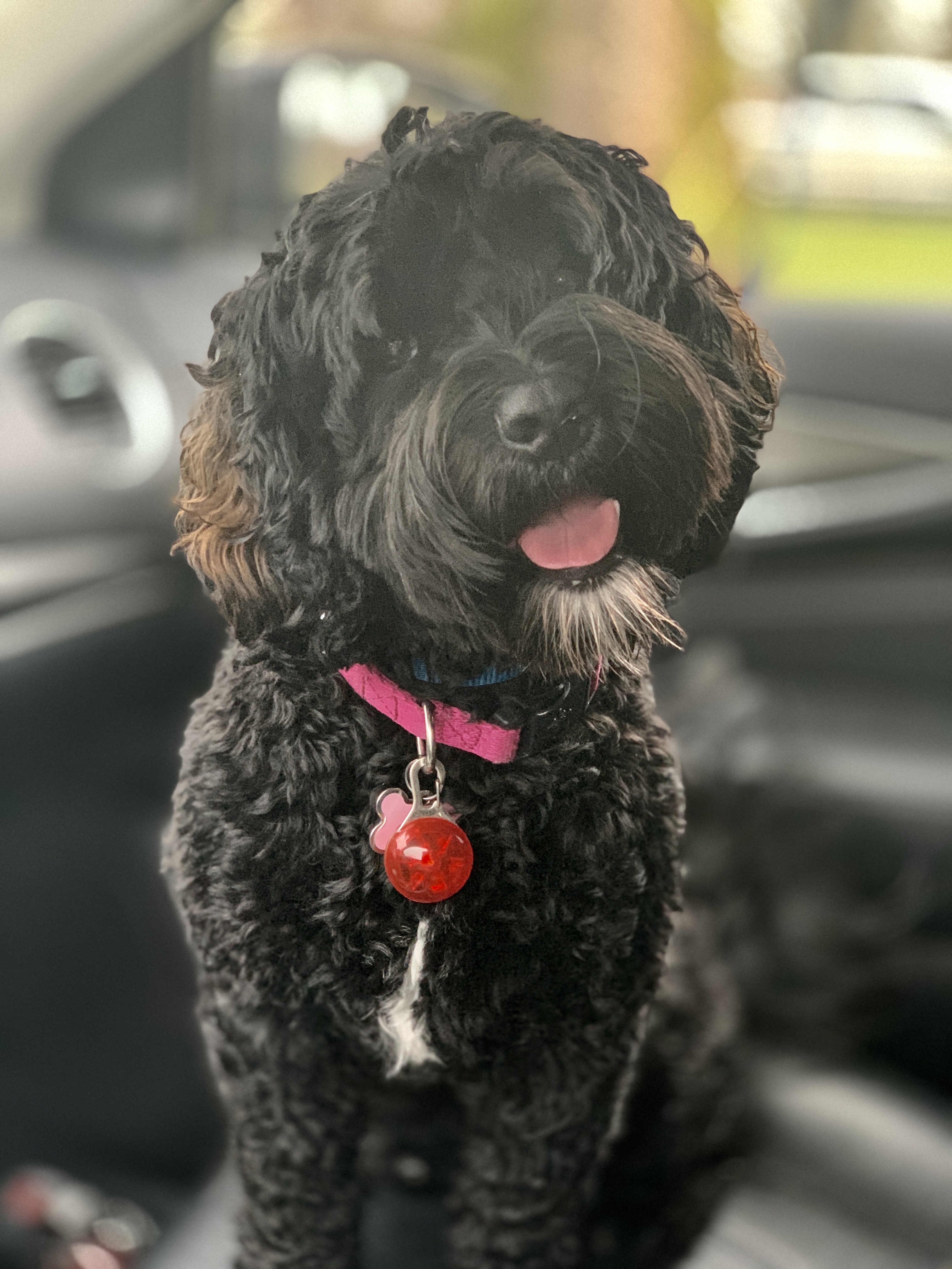On the way to the Repro Vet