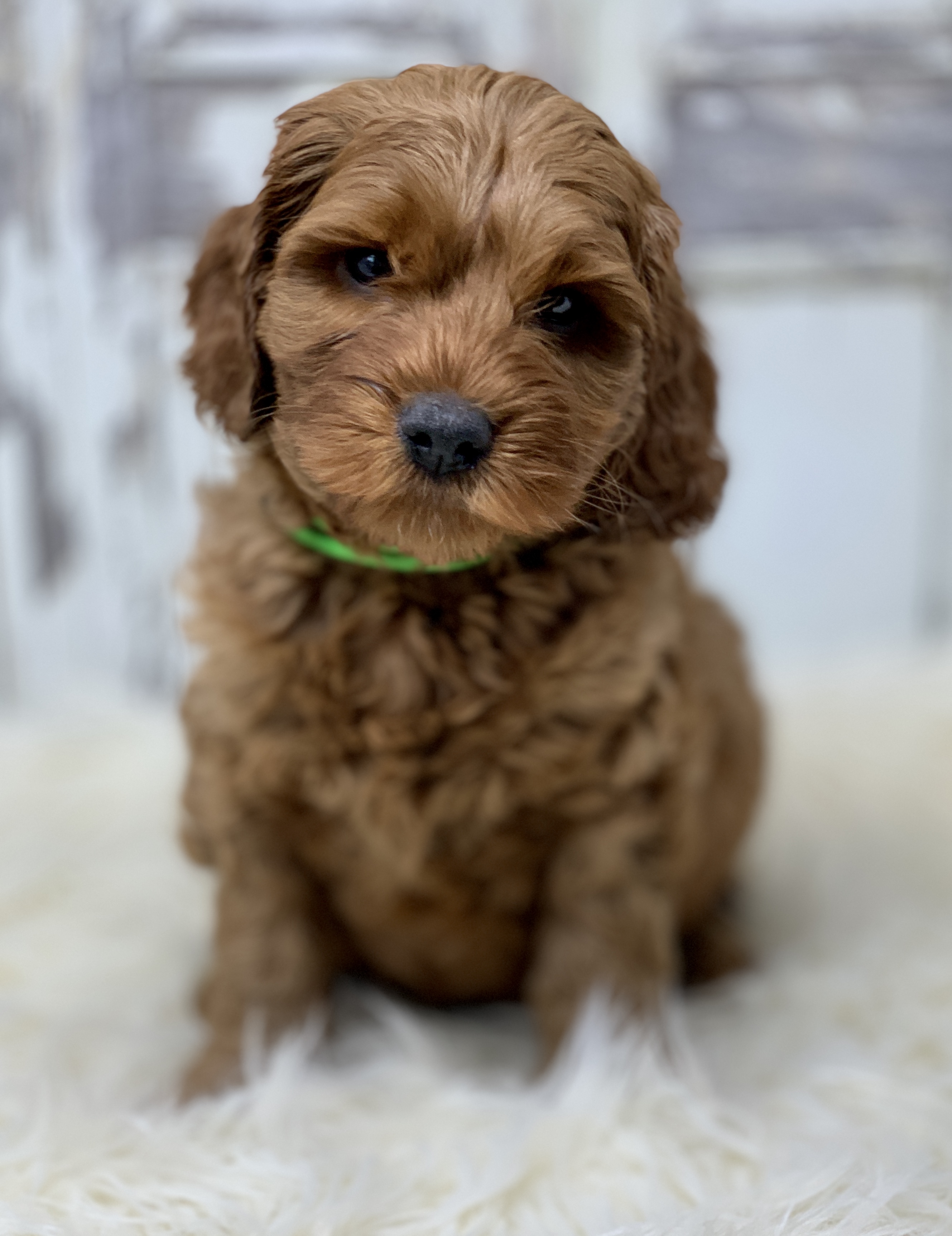 Mr. Green