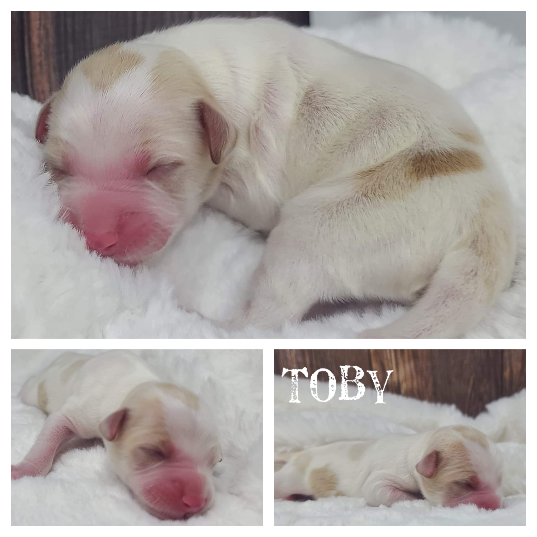 Toby