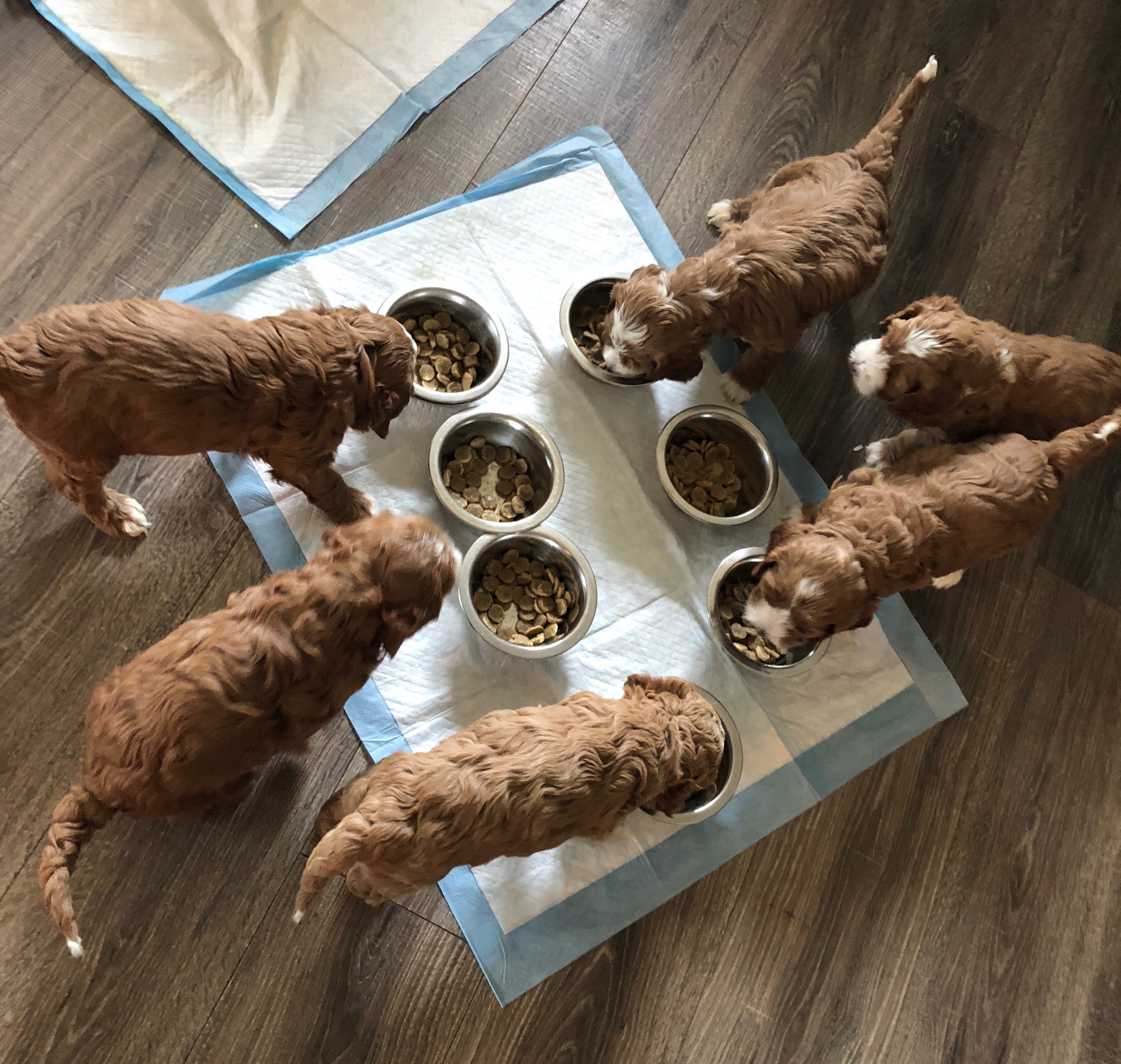 Dinner Time!