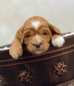Penny