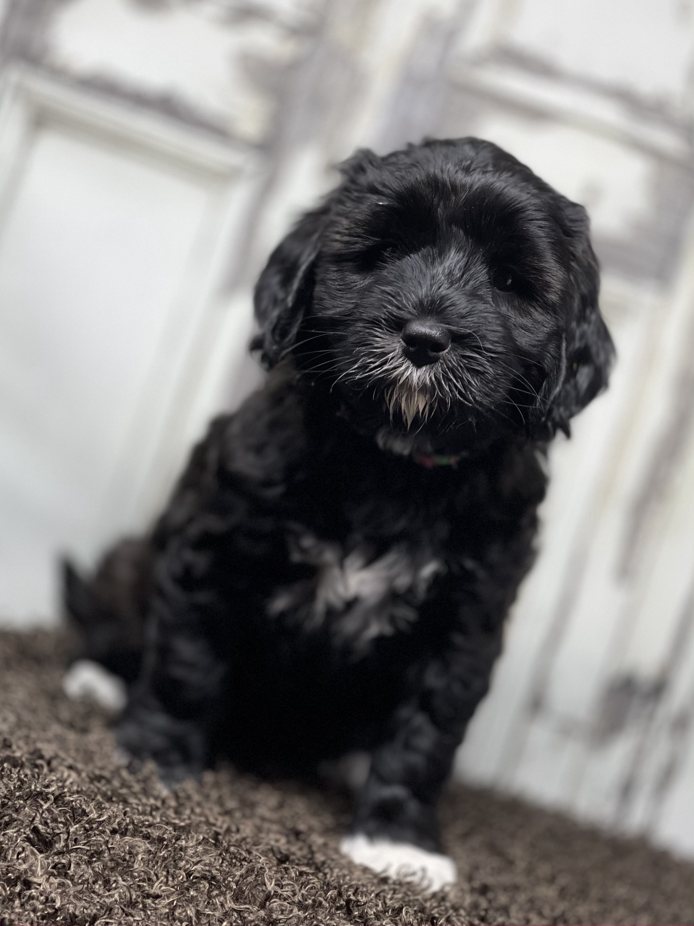 Maggie May