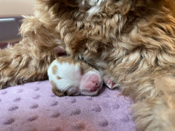 mama snuggles