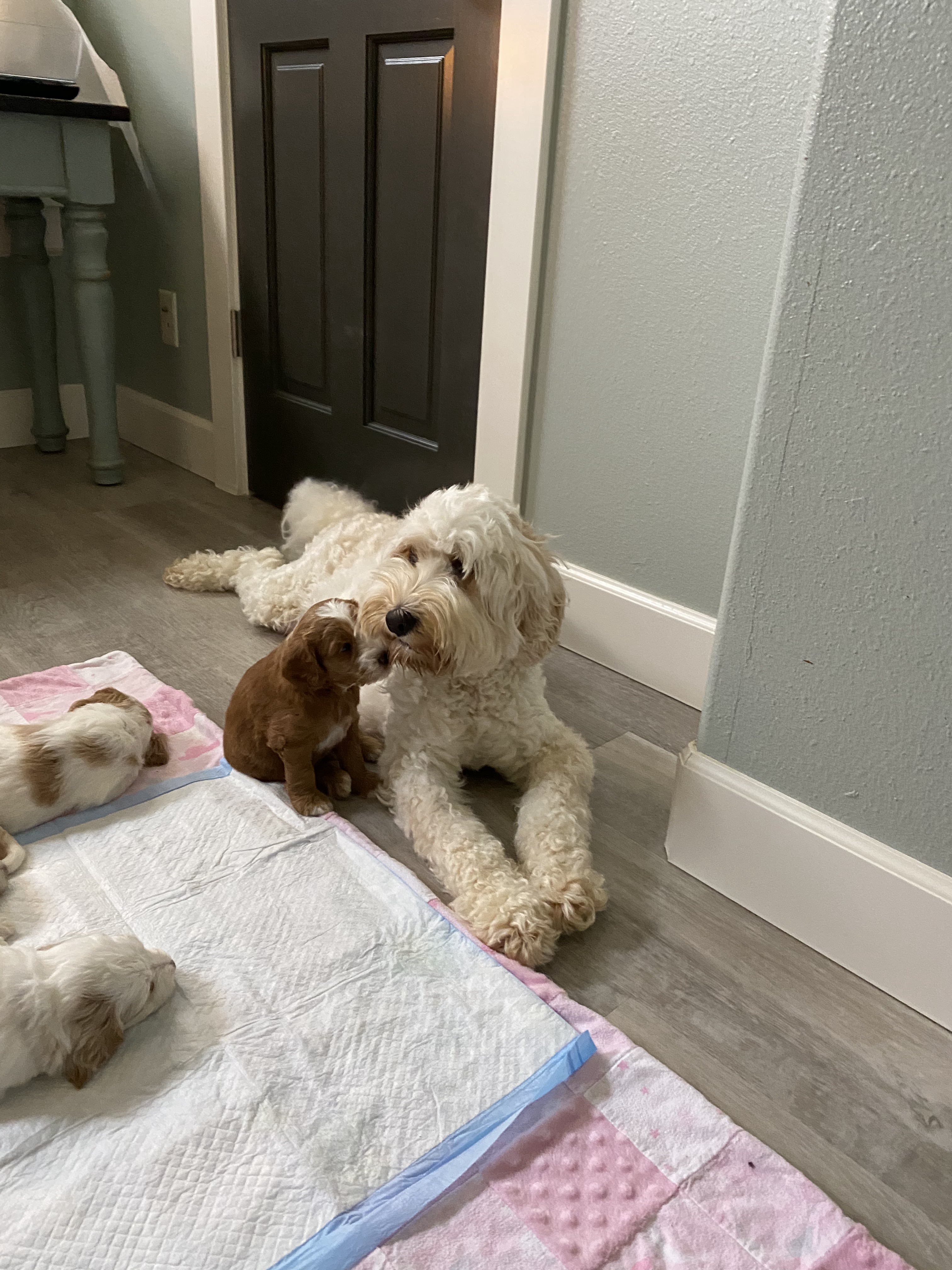 Puppy Kisses