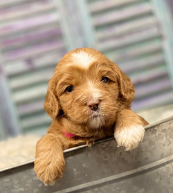 Penny