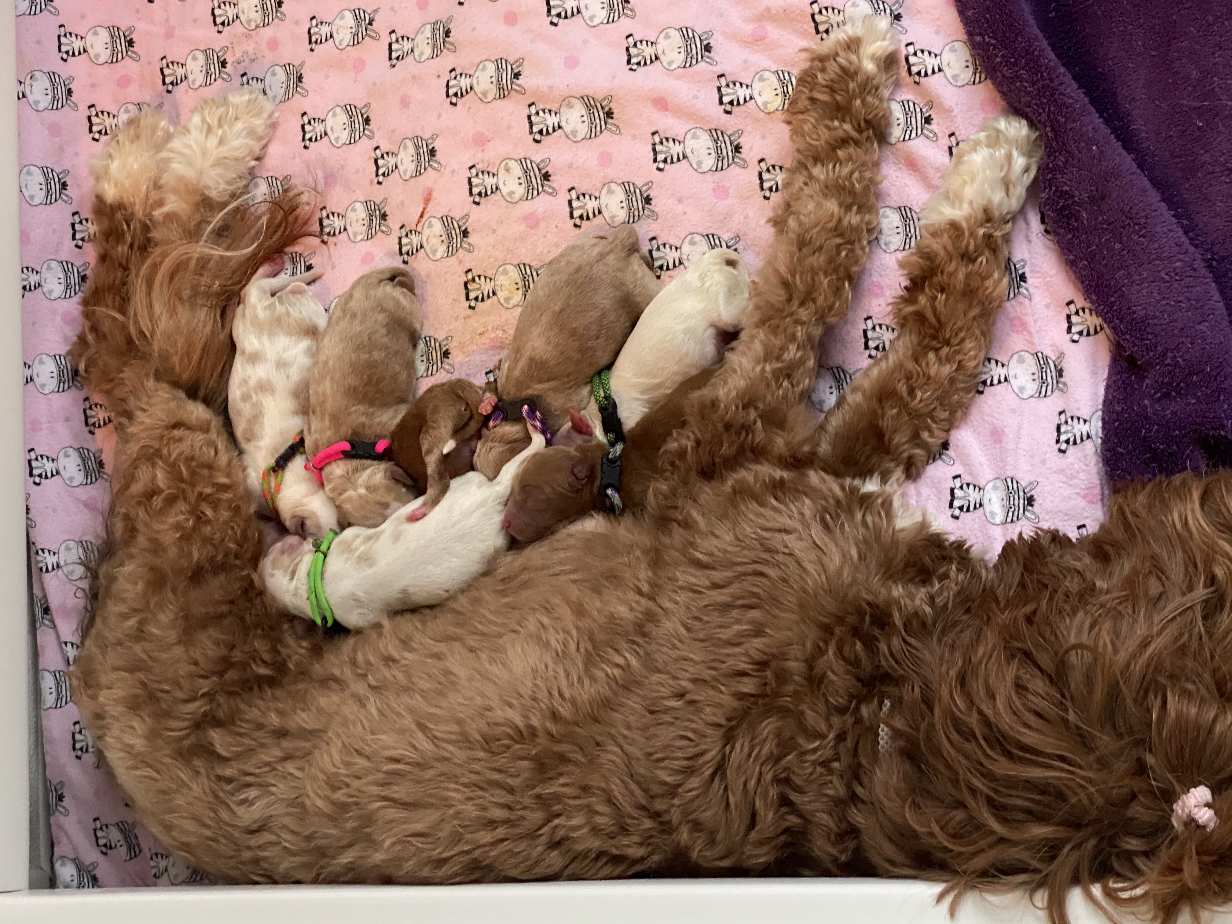 Milk Bar Is Open ❤️