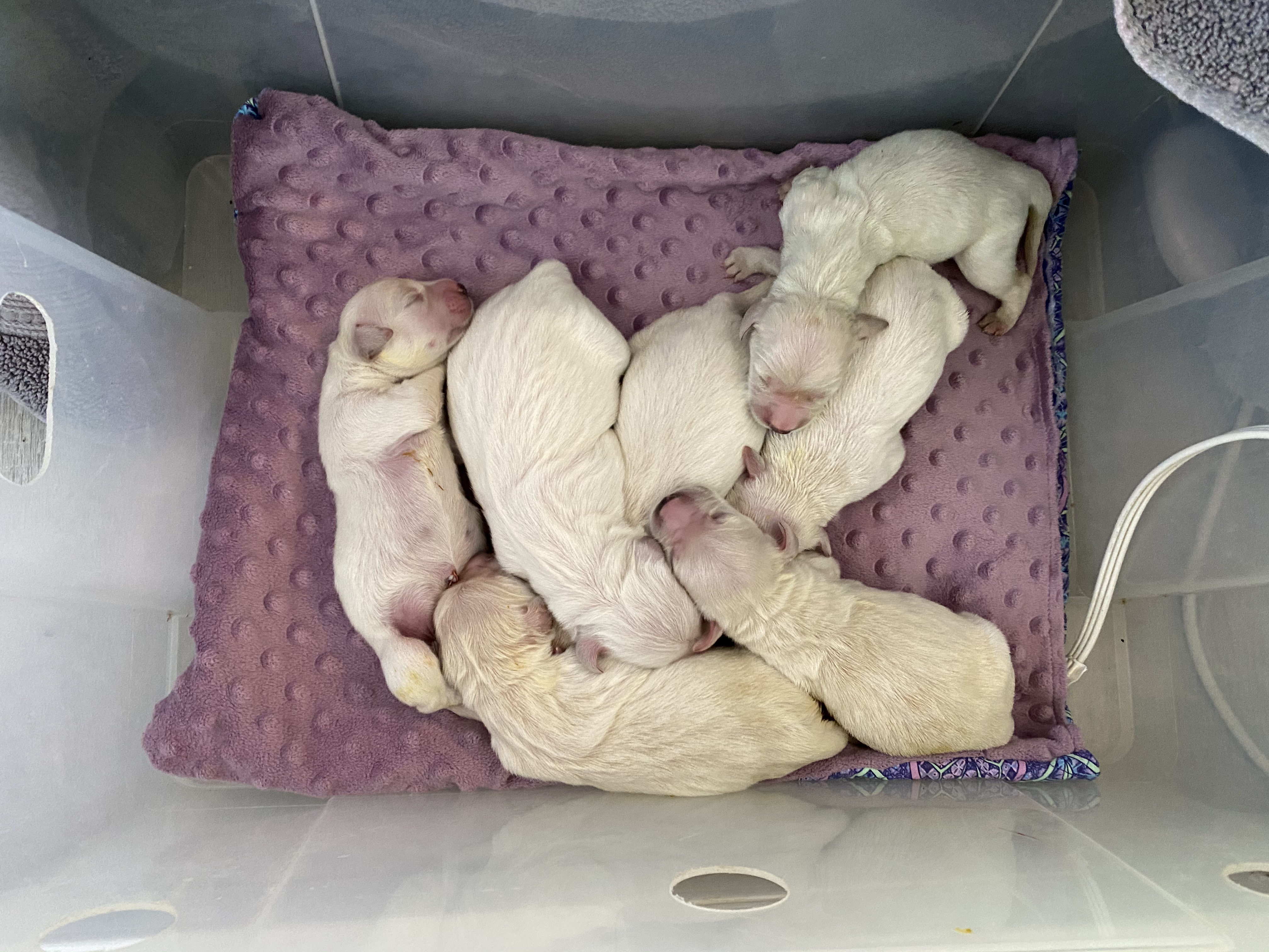 Final count 7 babies