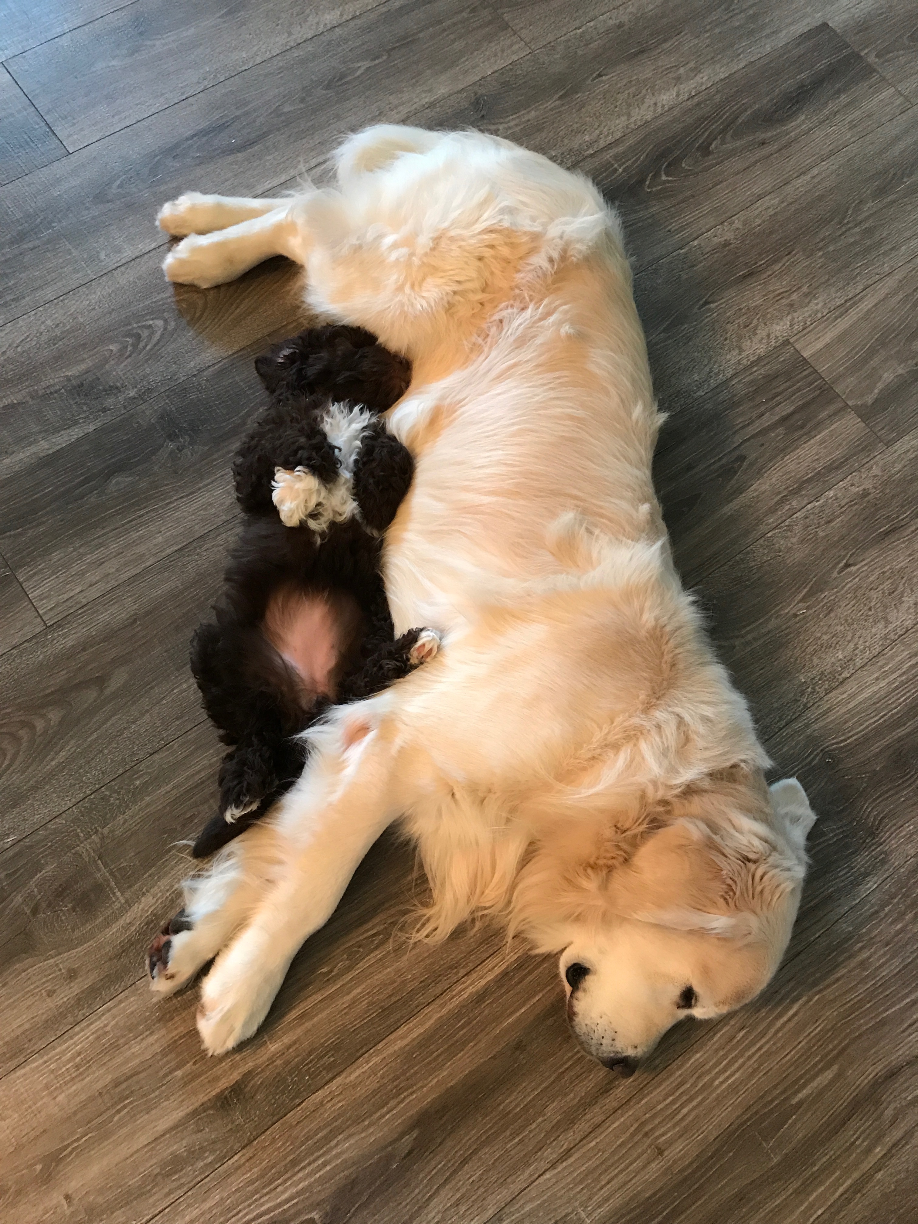 Puppy Snuggles