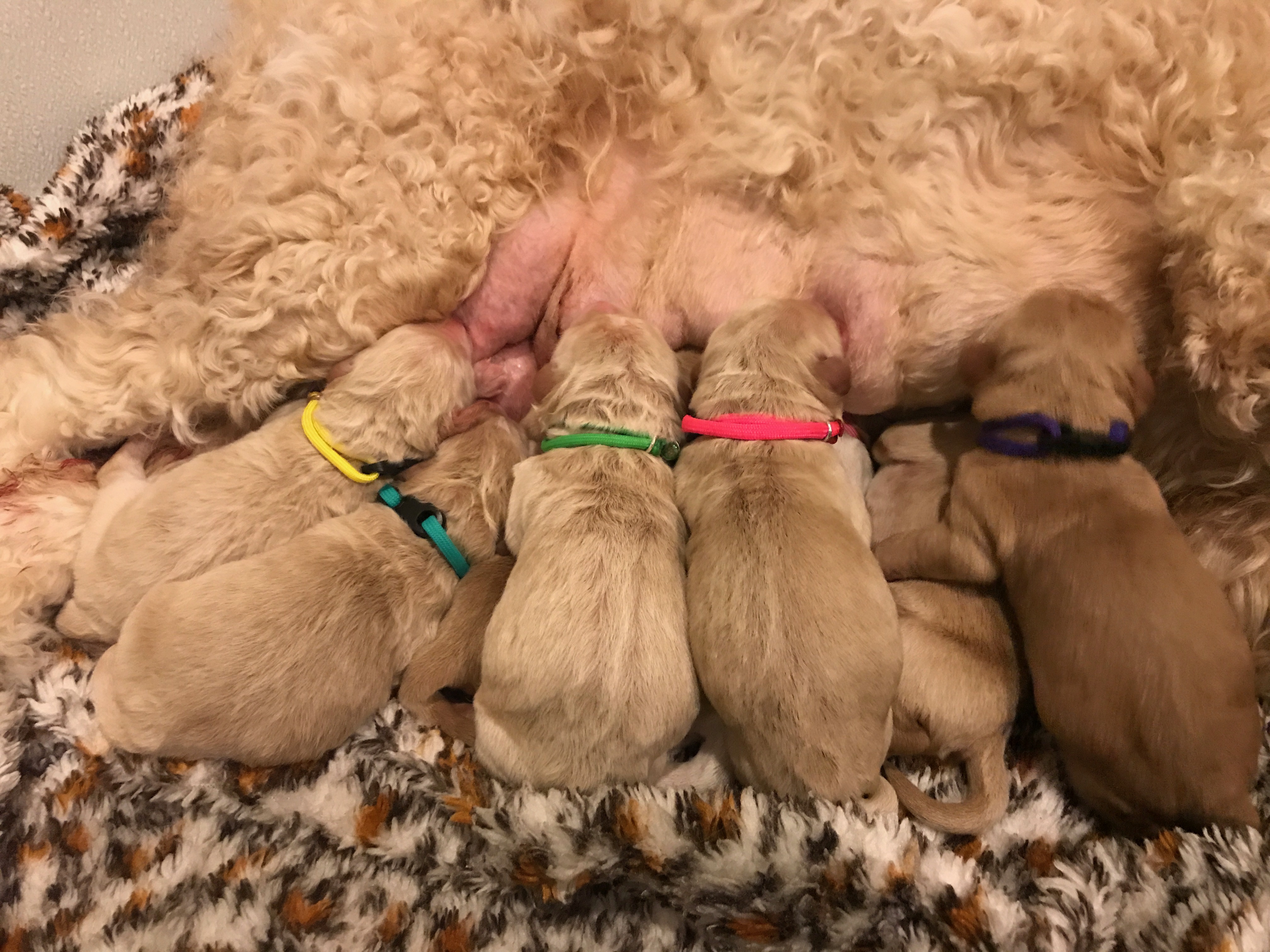 Australian Labradoodle Puppies Avail