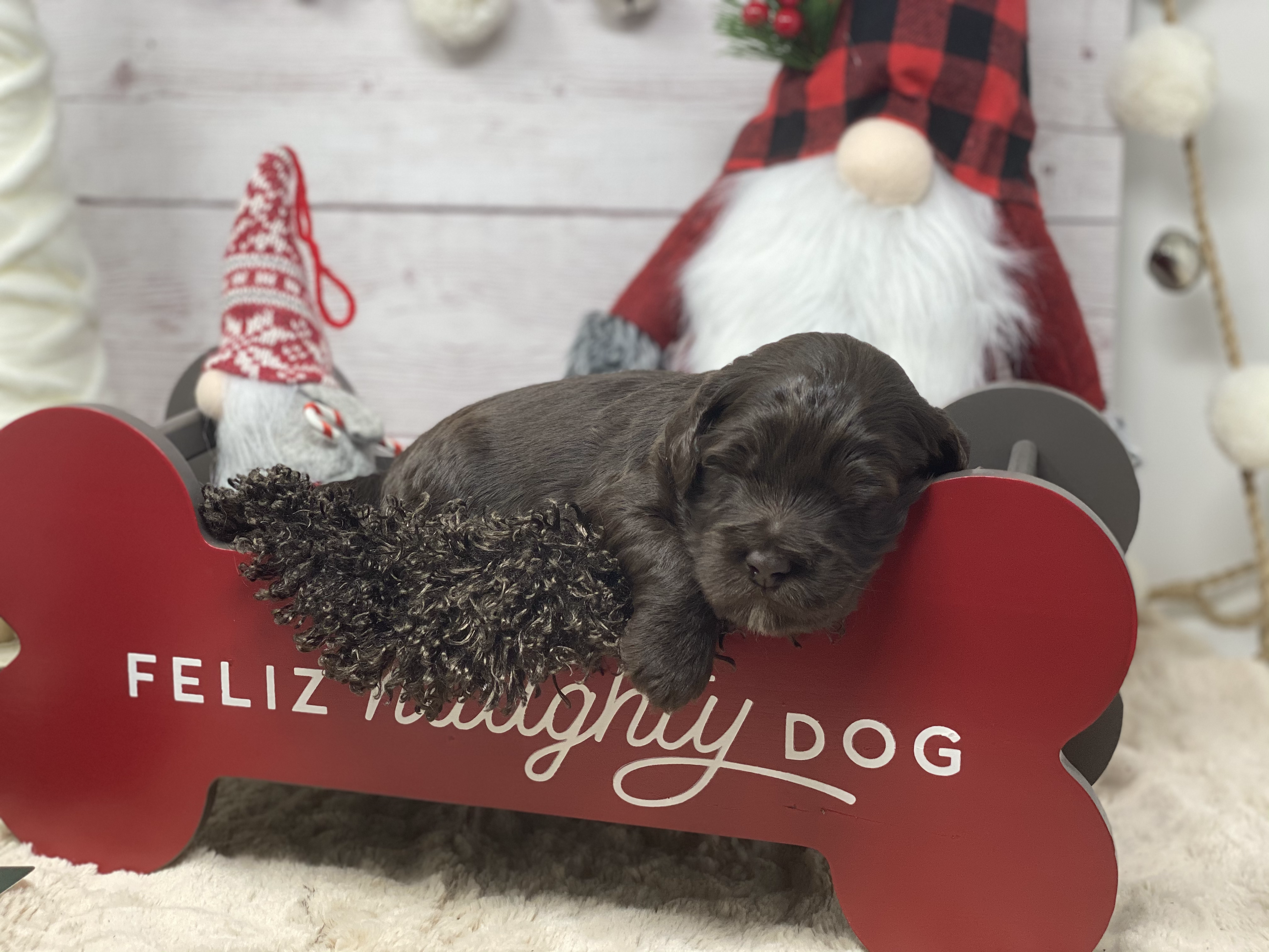 Buddy The Elf