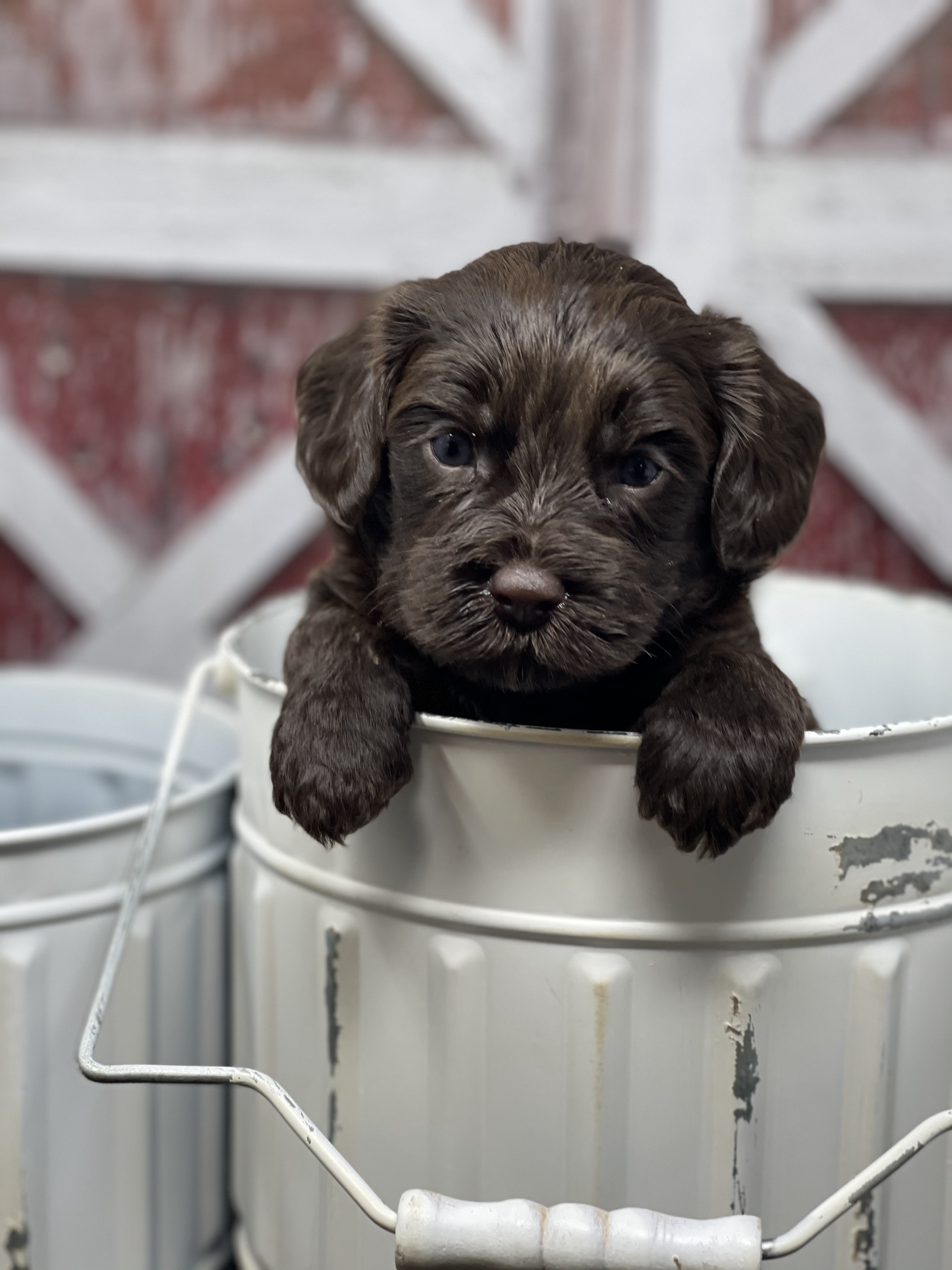 Rolo