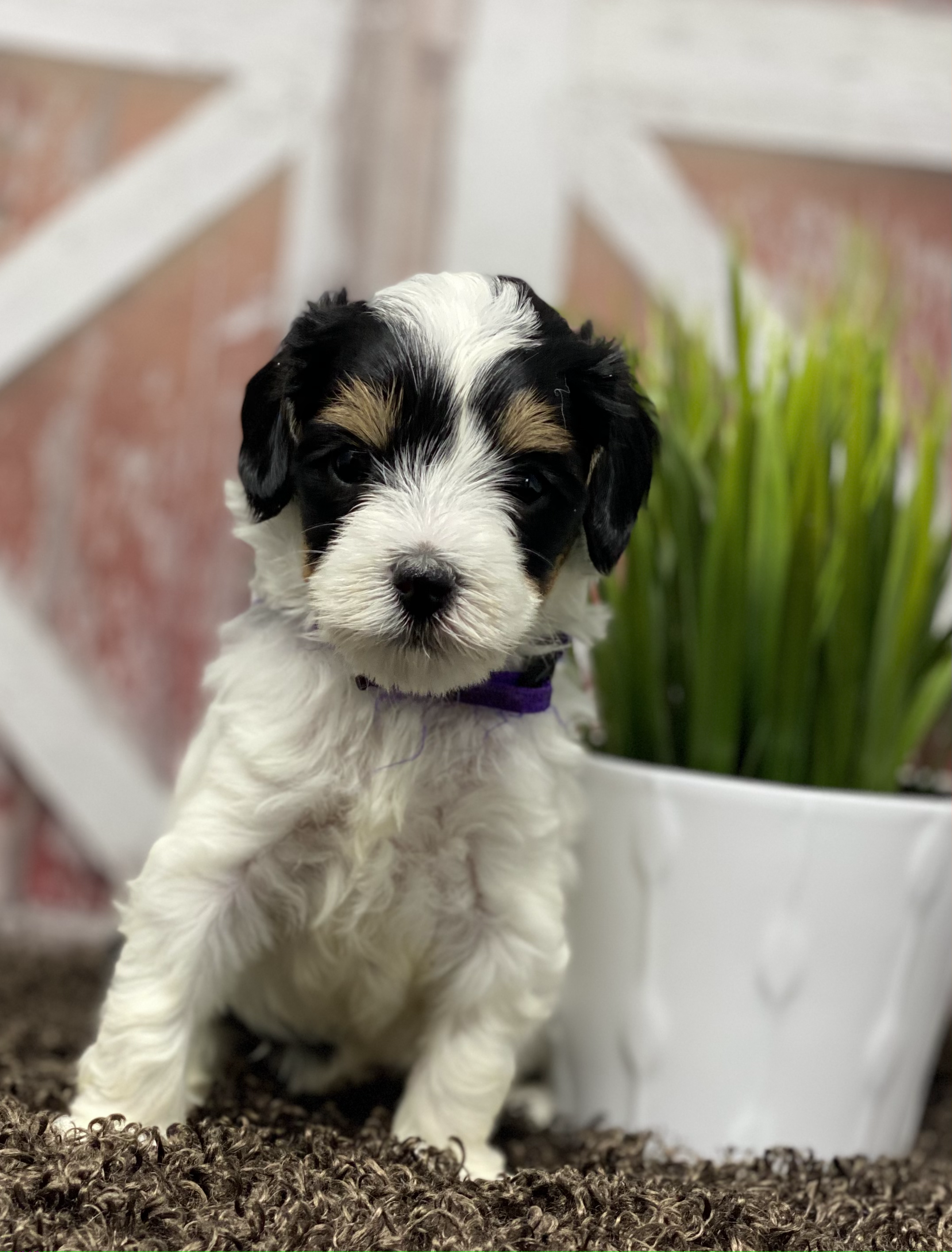 Maggie