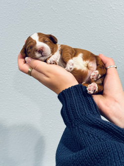Red roan tuxedo female