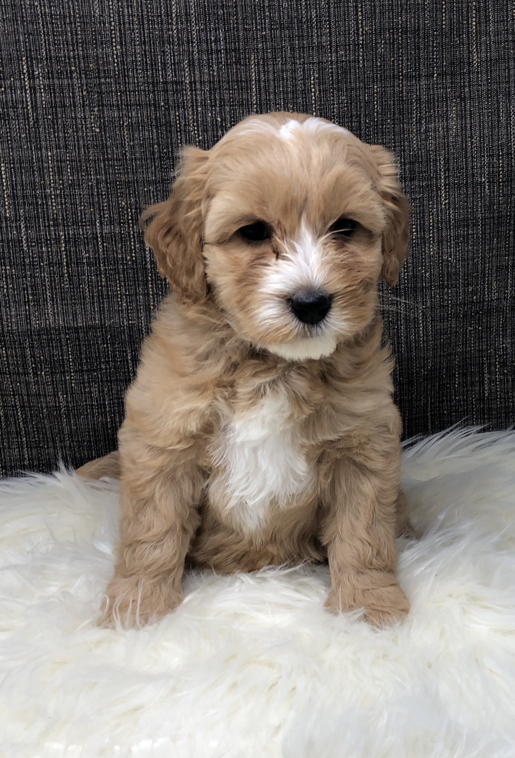 Gracie's past puppy