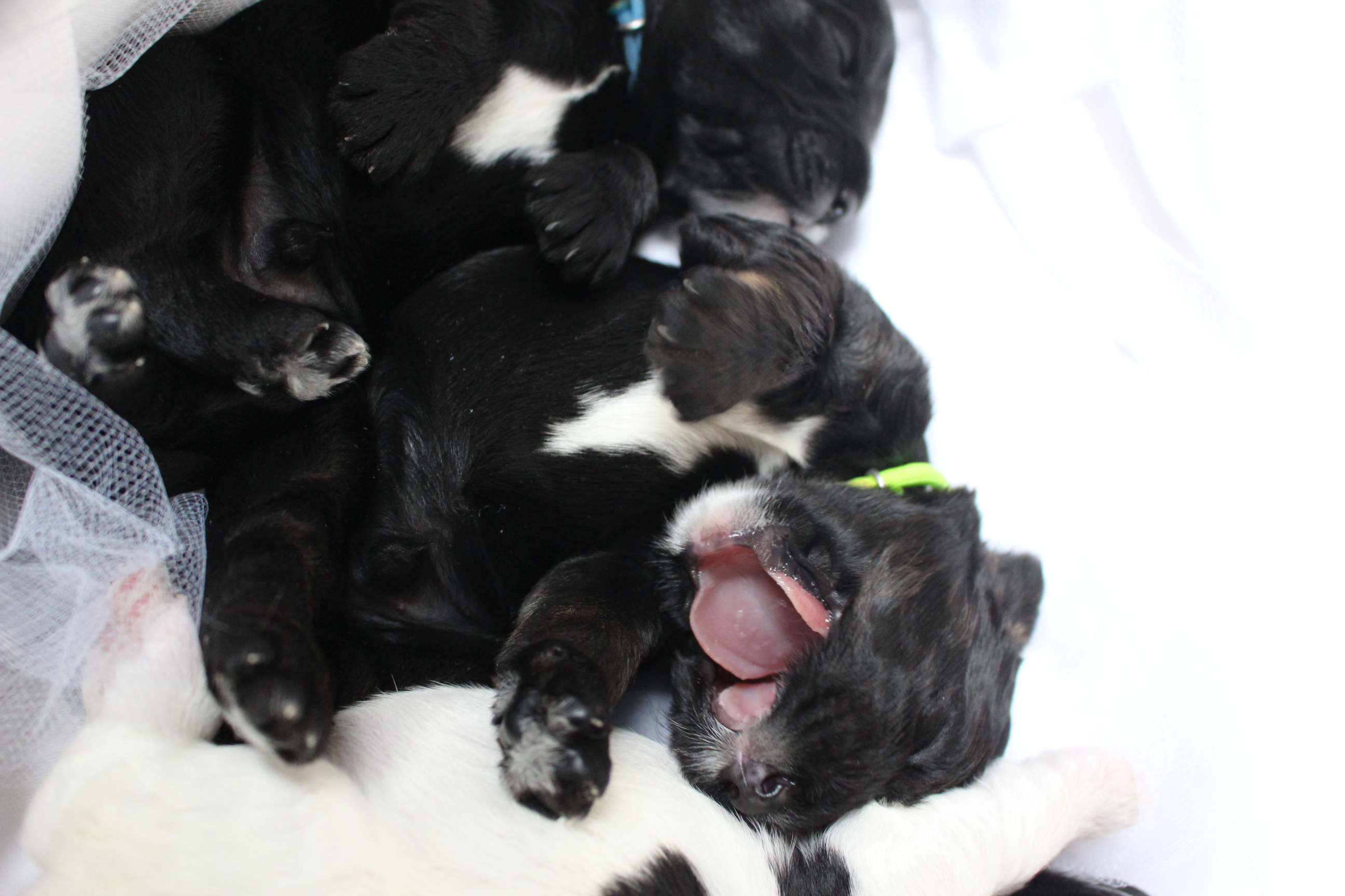 Australian Labradoodle Puppies WA