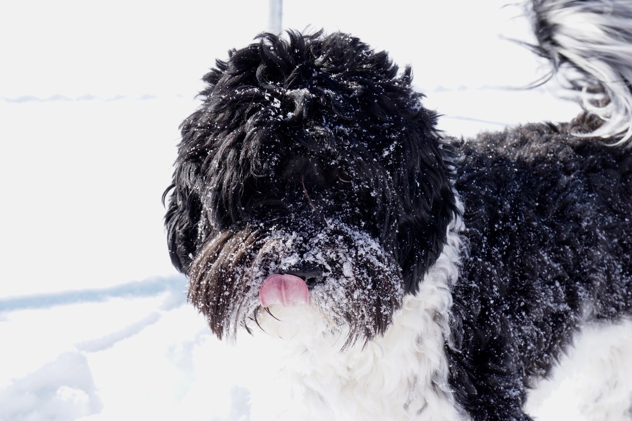Mini Australian Labradoodle Stud