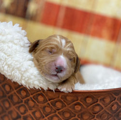 Chestnut